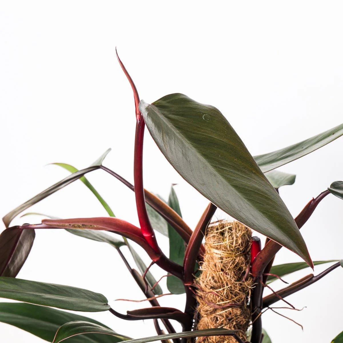 Philodendron Mandaianum