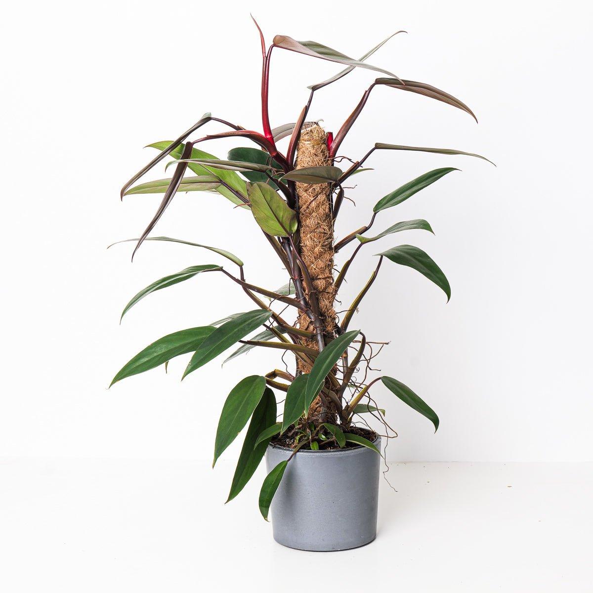 Philodendron Mandaianum - Image 2