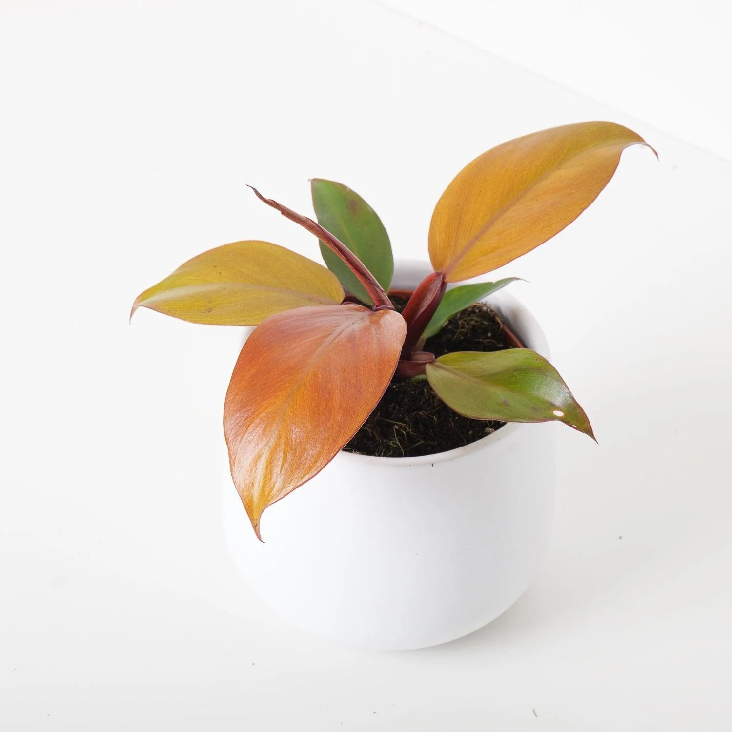 Philodendron Mccolleys Final