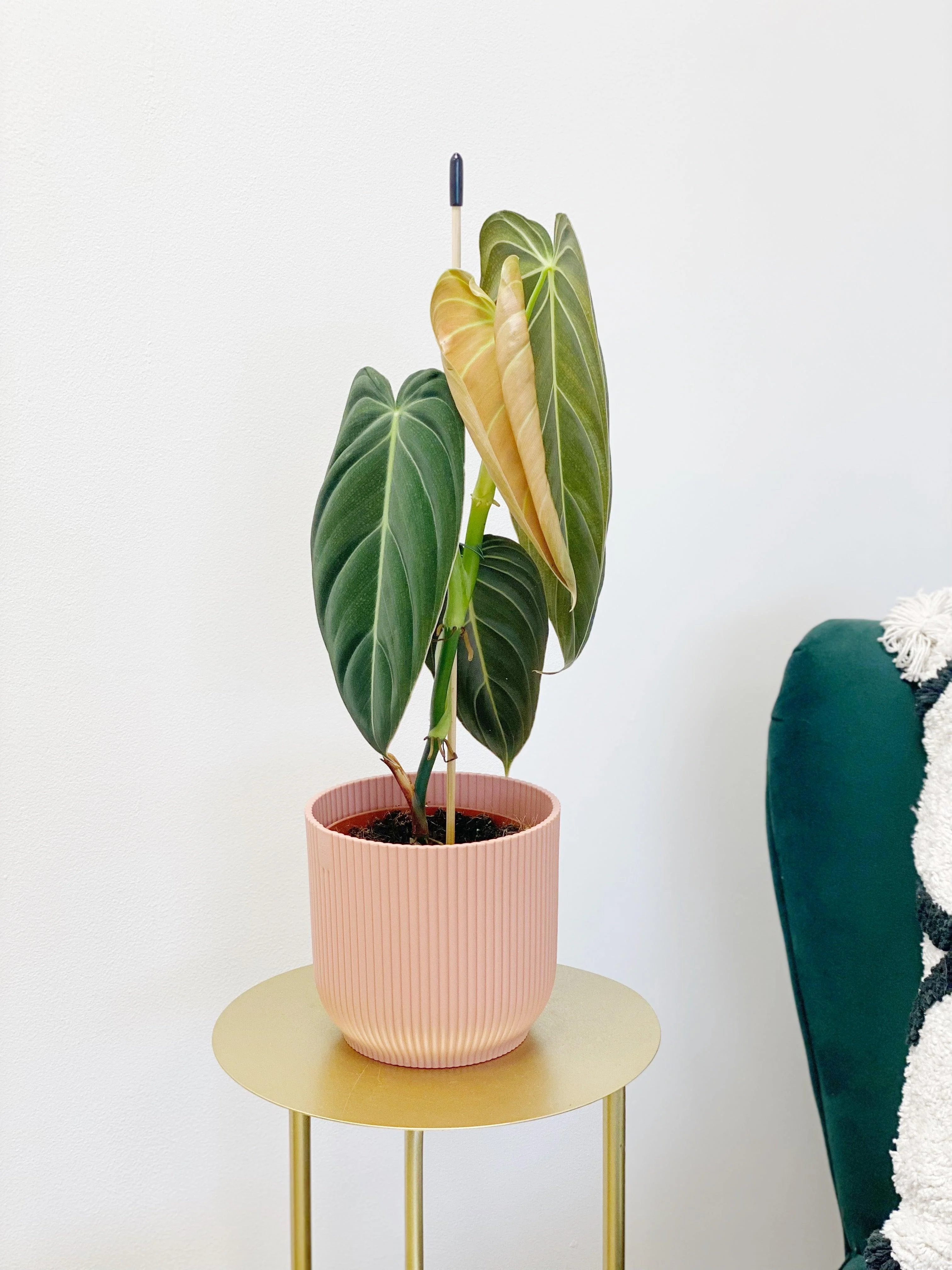 Philodendron Melanochrysum