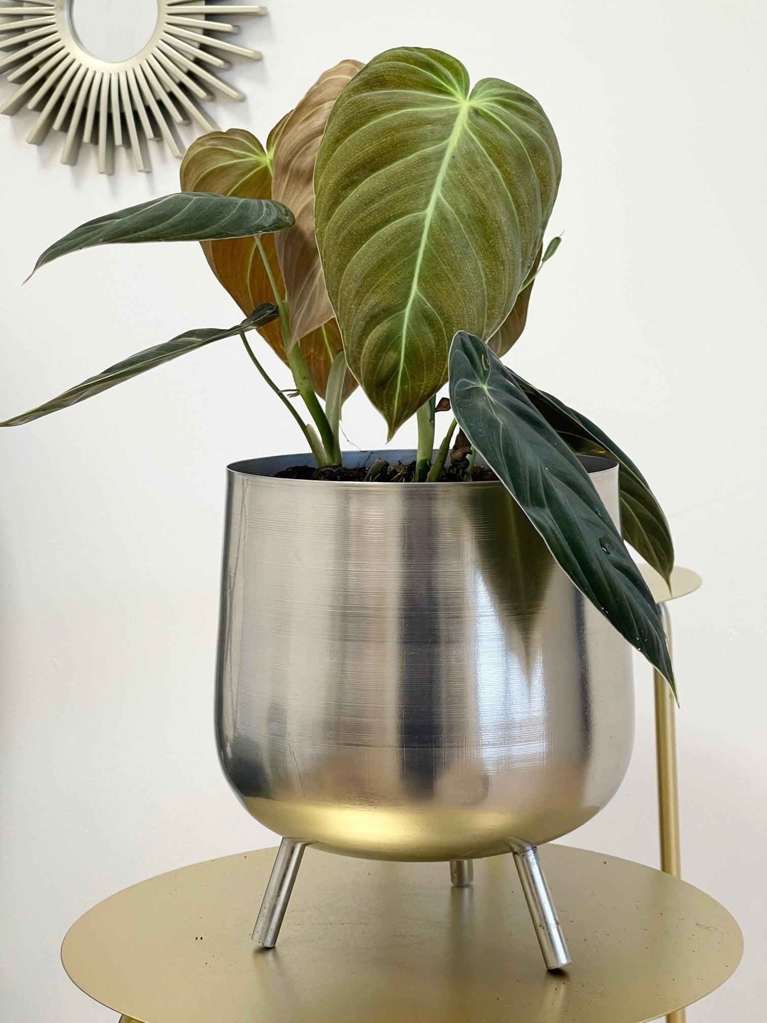 Philodendron Melanochrysum - Image 2