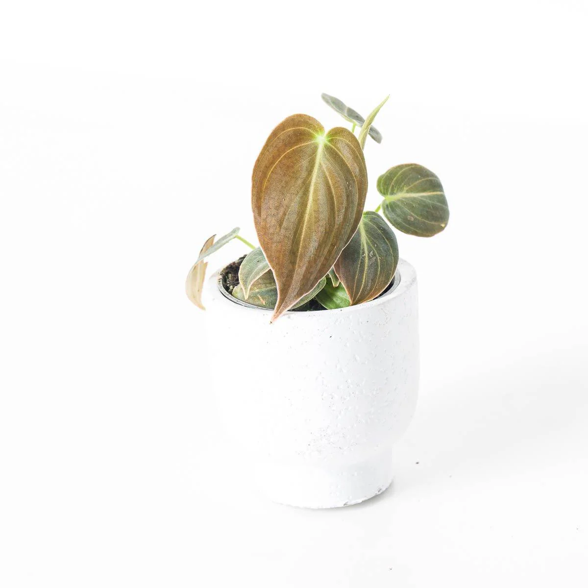Philodendron Melanochrysum - Image 3