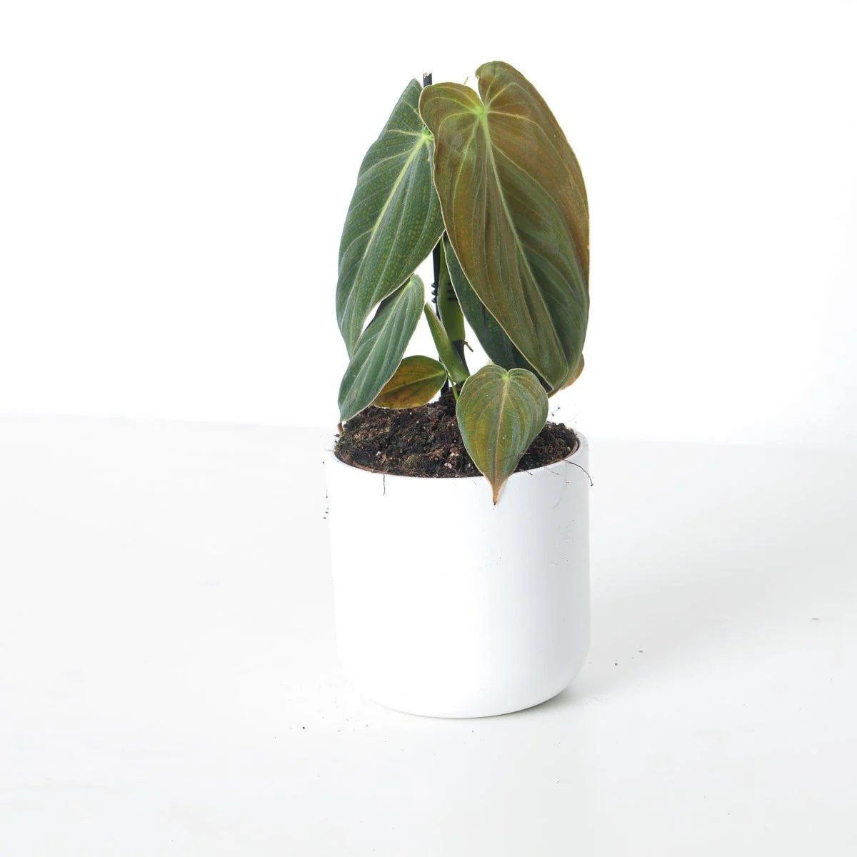 Philodendron Melanochrysum - Image 4