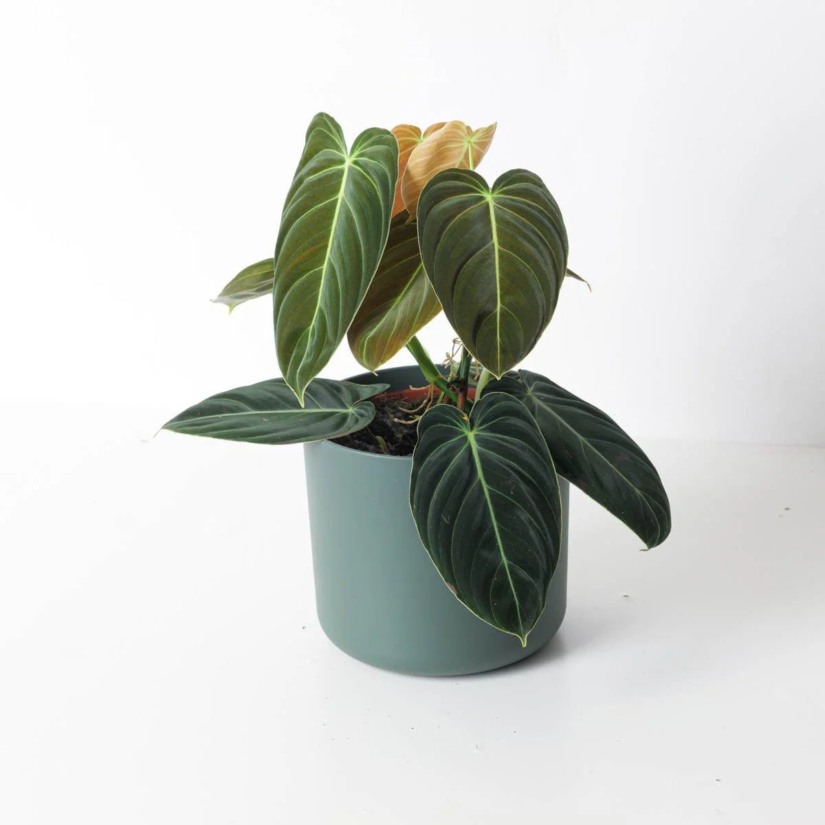 Philodendron Melanochrysum - Image 5