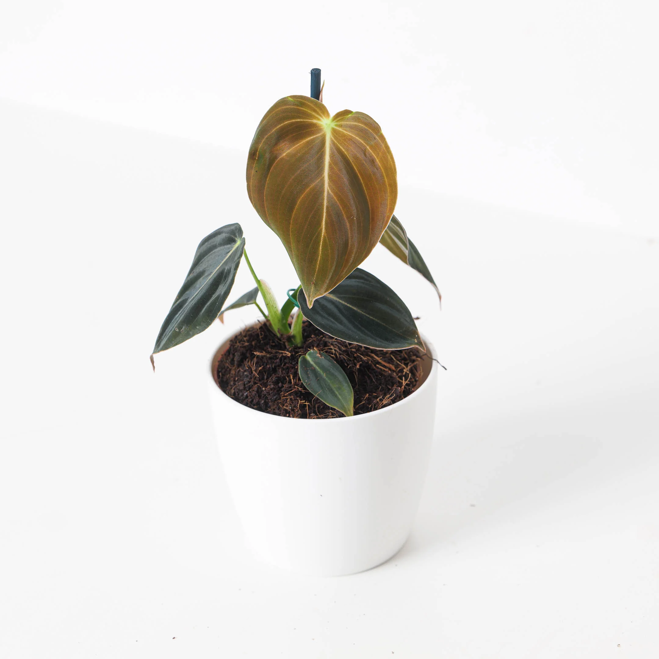 Philodendron Melanochrysum - Image 6