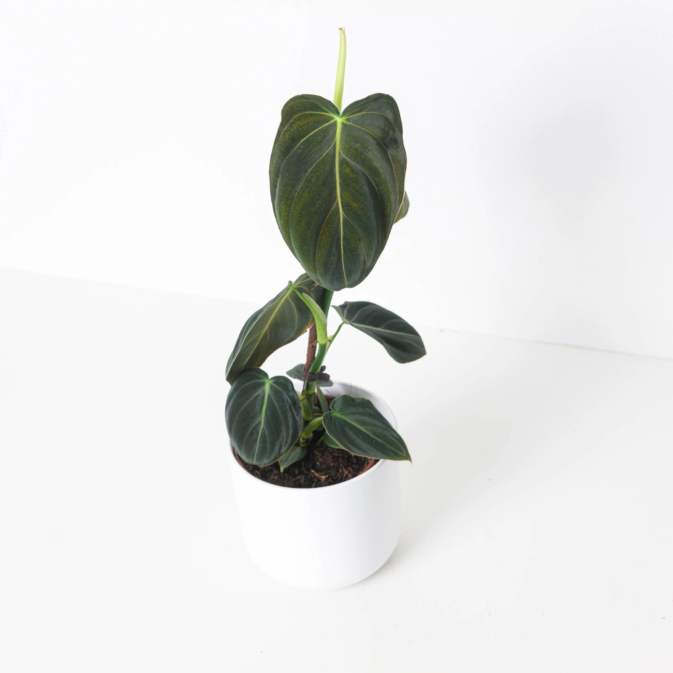 Philodendron Melanochrysum - Image 7
