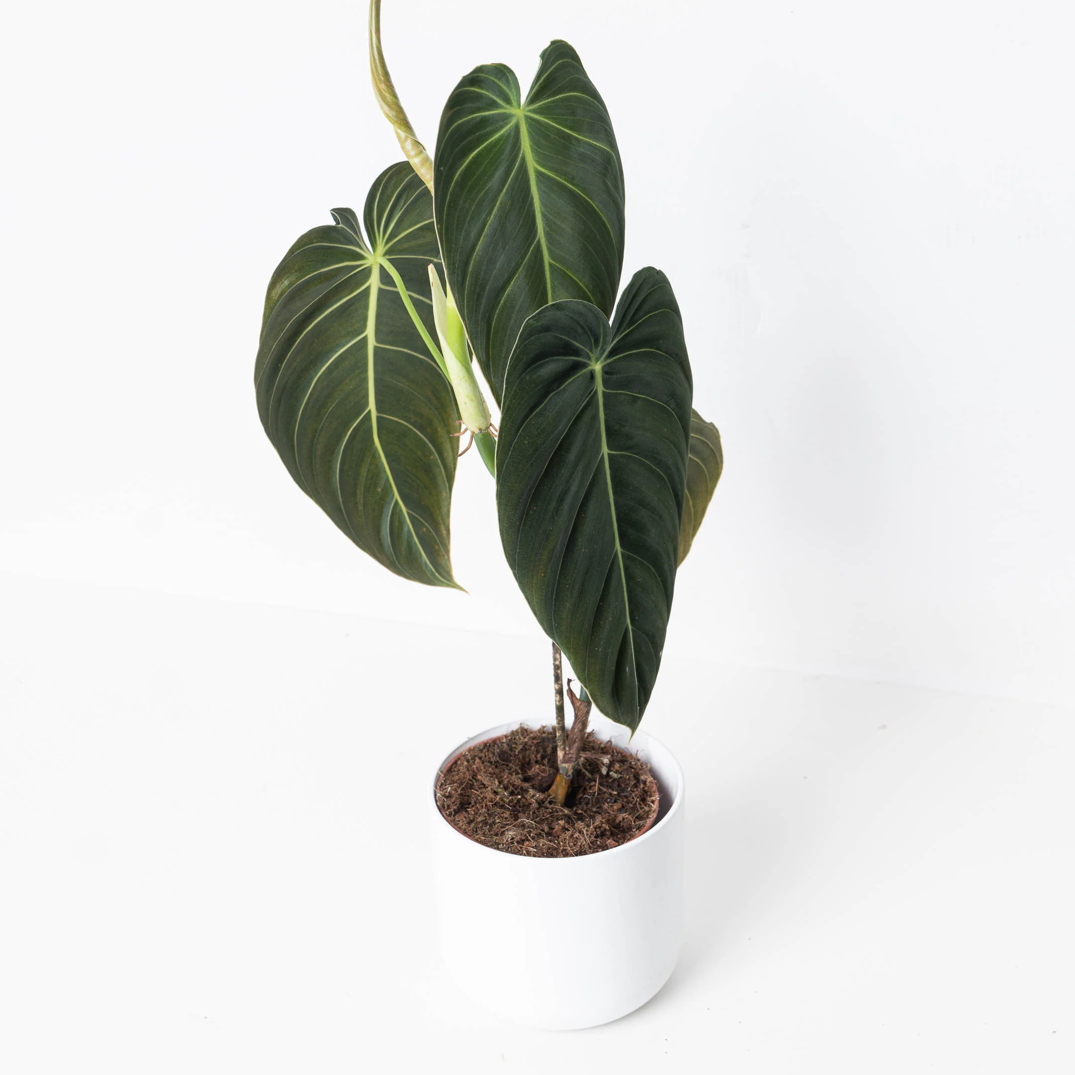 Philodendron Melanochrysum - Image 8