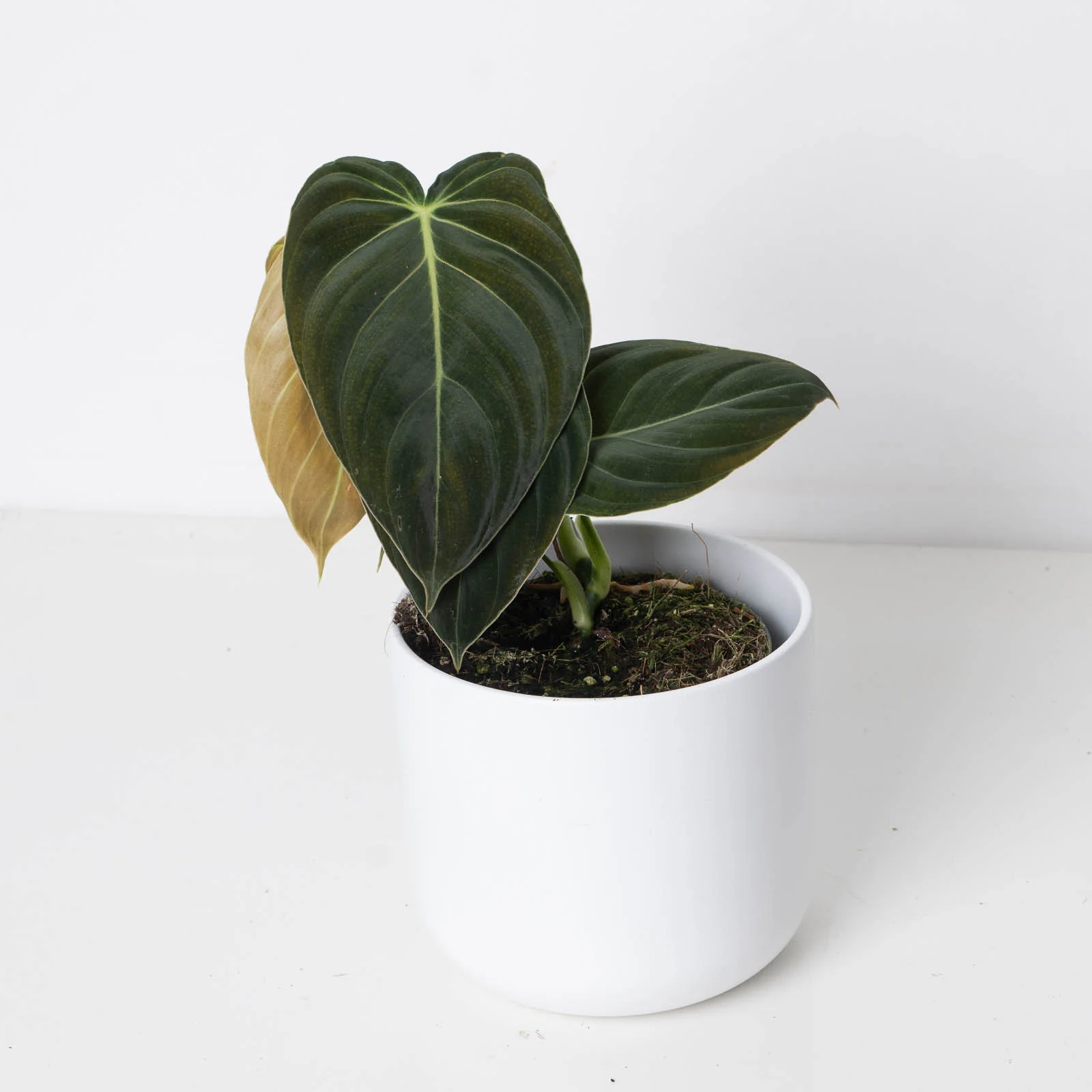 Philodendron Melanochrysum - Image 9