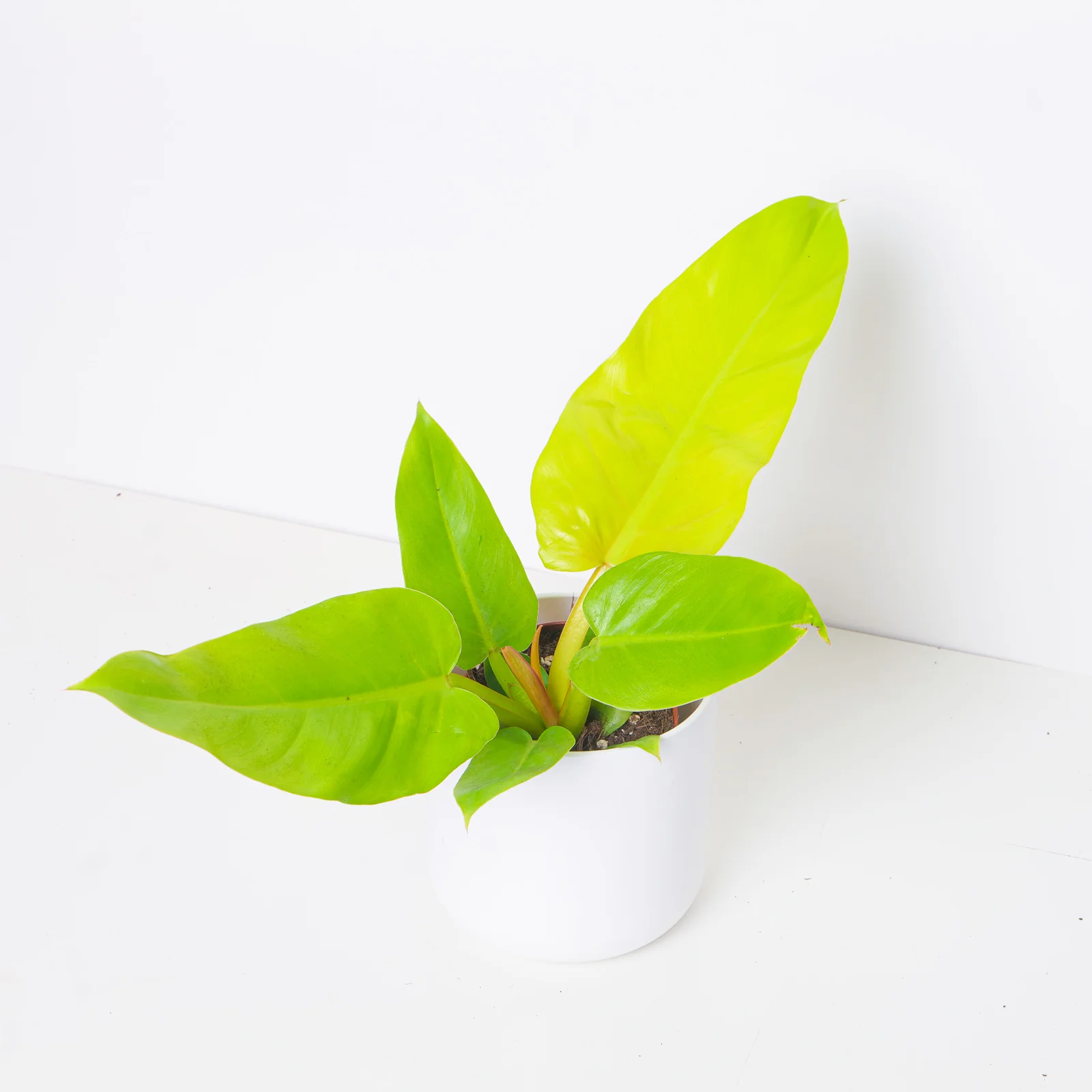 Philodendron melinonii Gold