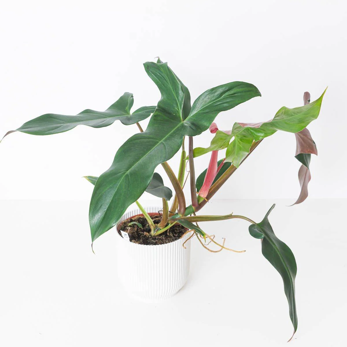Philodendron mexicanum