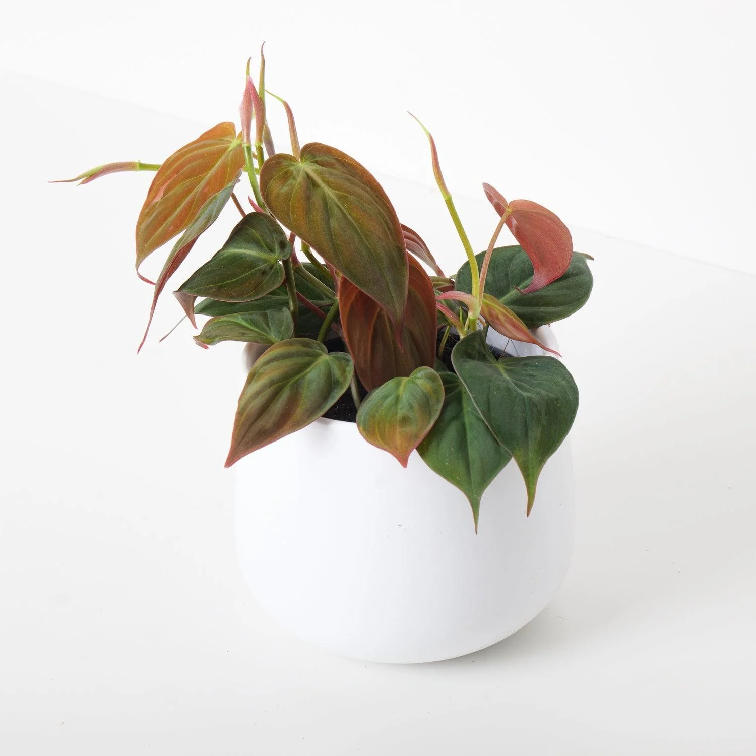 Philodendron Scandens Micans