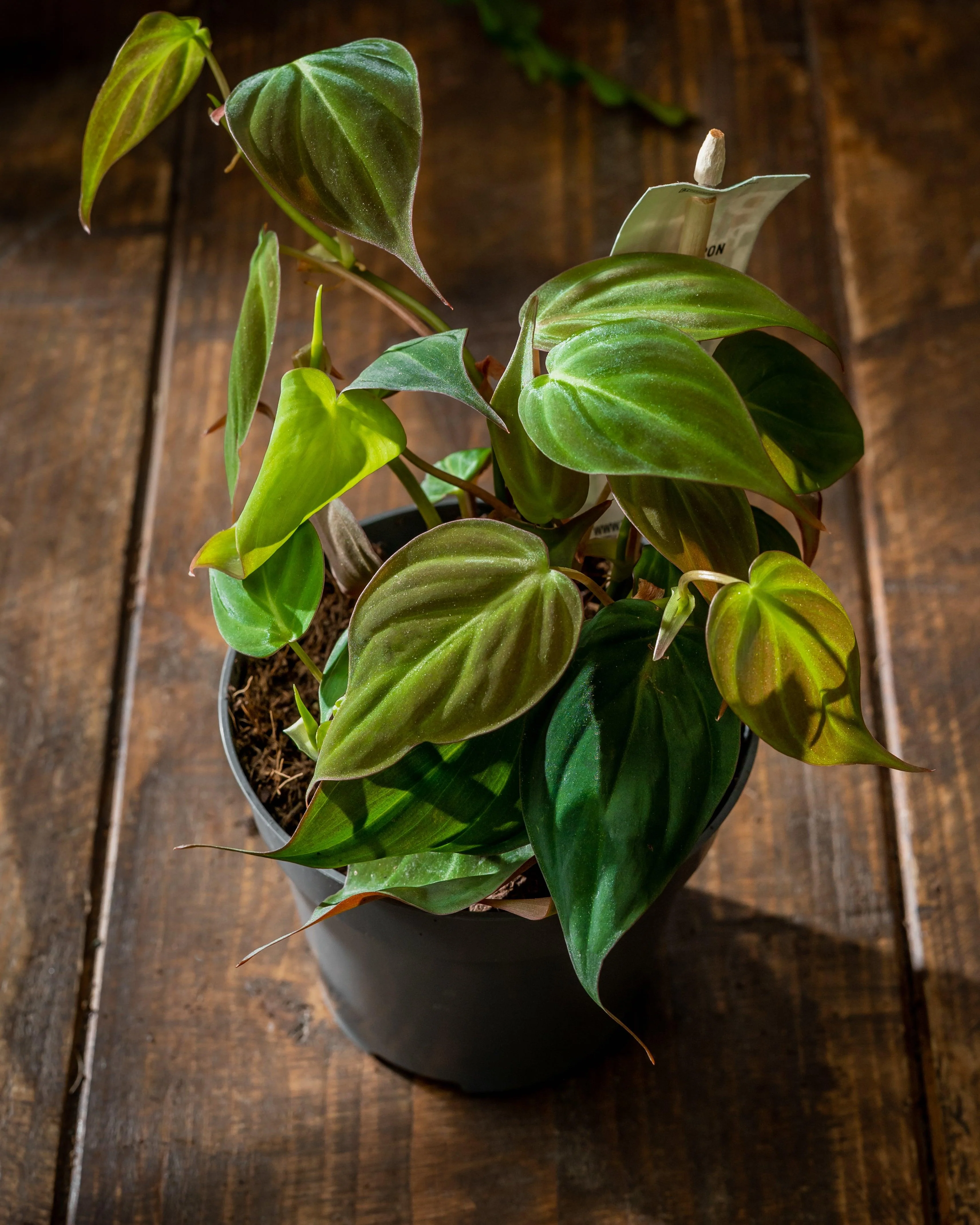 Philodendron Scandens Micans - Image 2