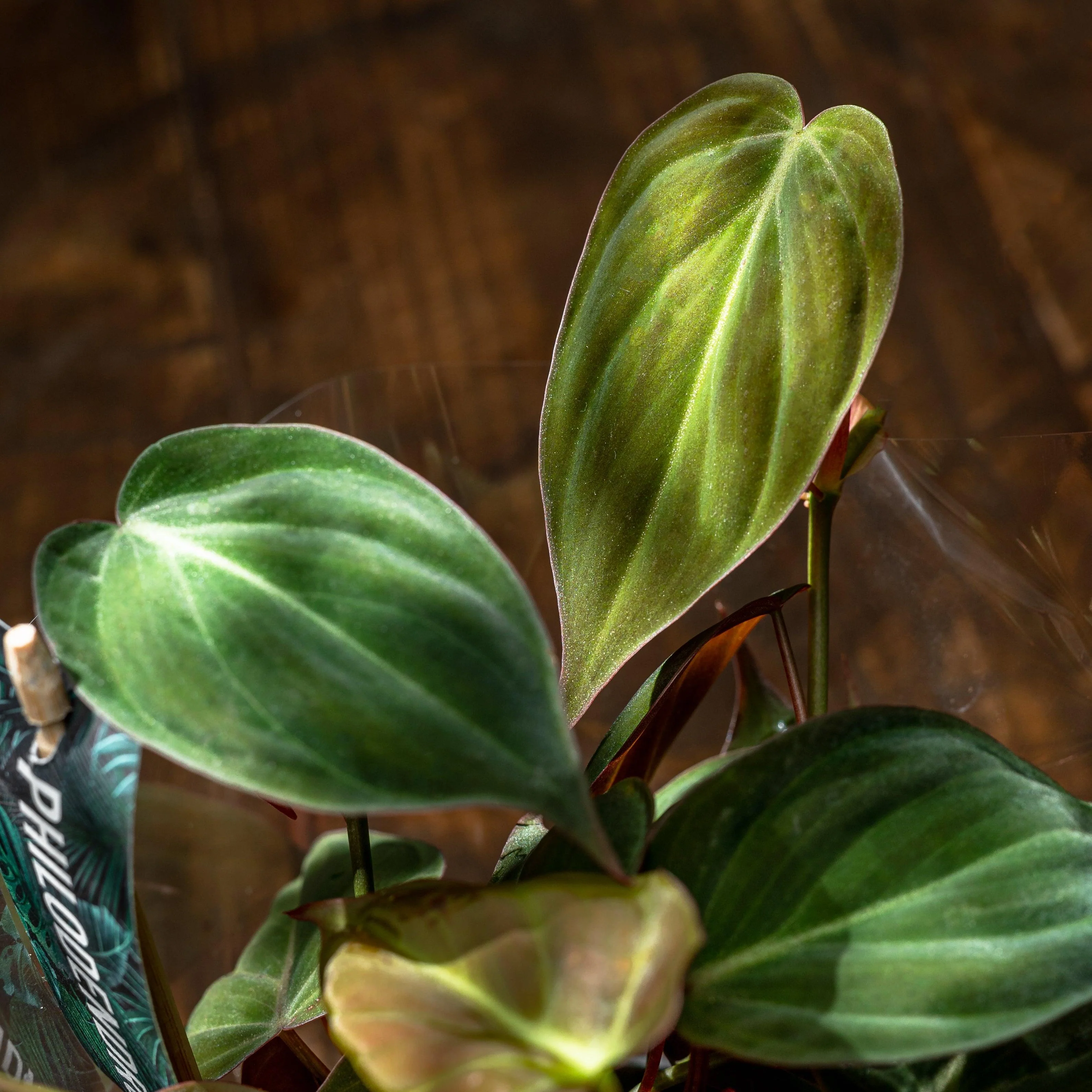 Philodendron Scandens Micans - Image 3