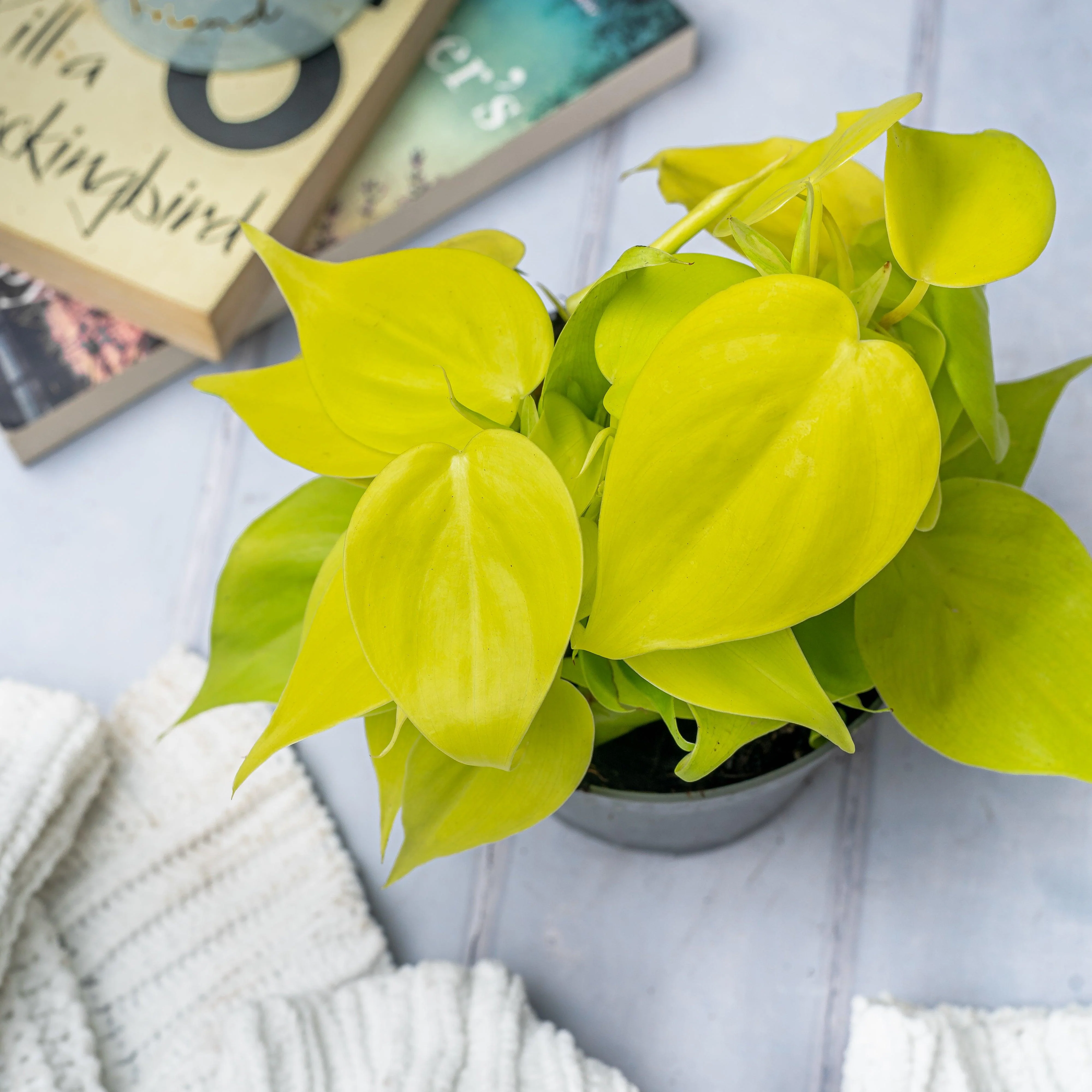 Philodendron Scandens Micans Lime | Trailing Plant