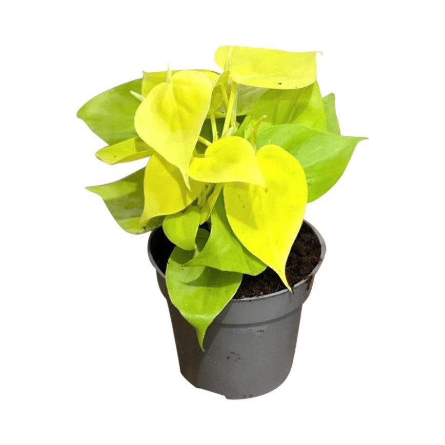 Philodendron Scandens Micans Lime | Trailing Plant - Image 2