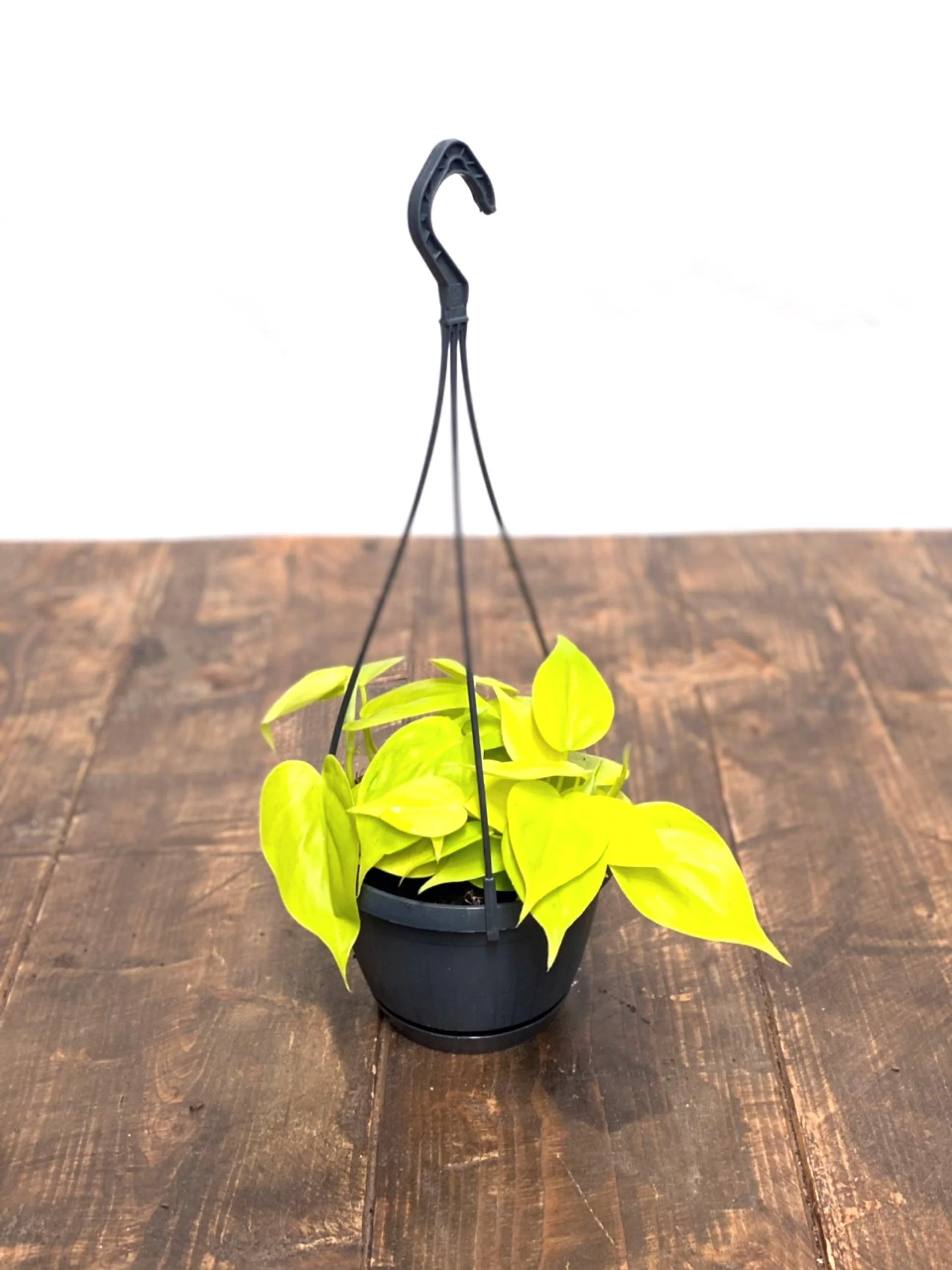 Philodendron Scandens Micans Lime | Trailing Plant - Image 3