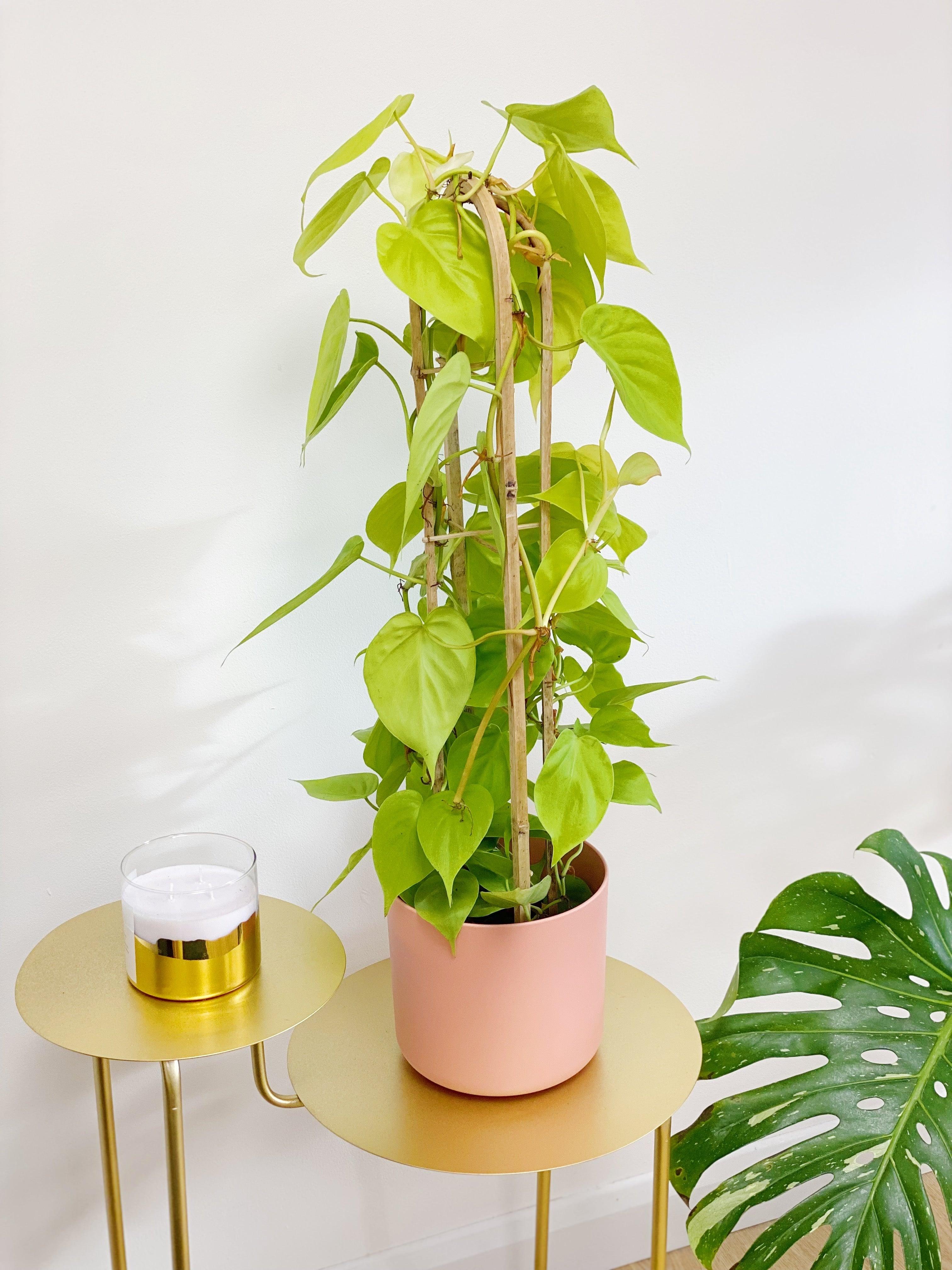 Philodendron Scandens Micans Lime | Trailing Plant - Image 4