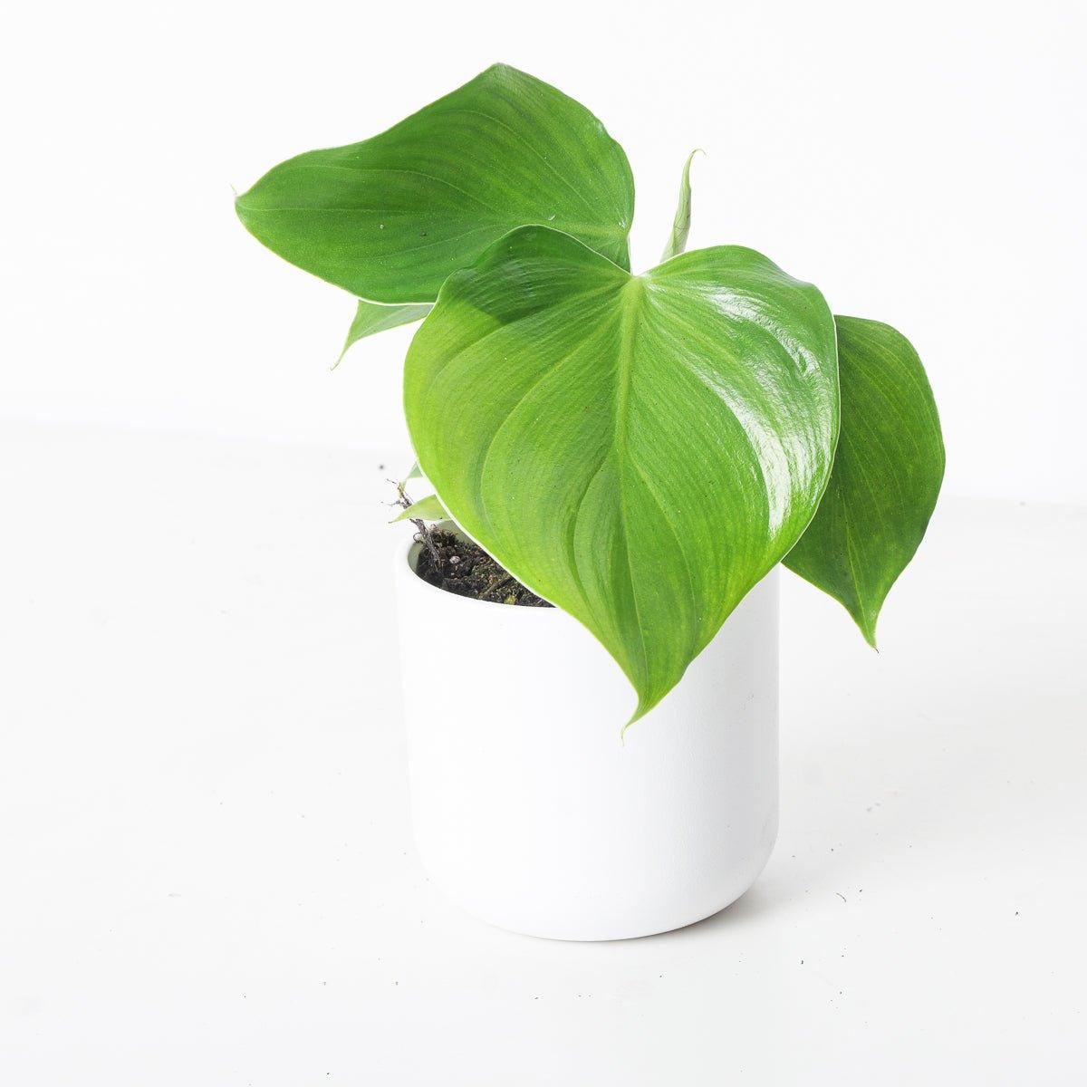 Philodendron Microstictum