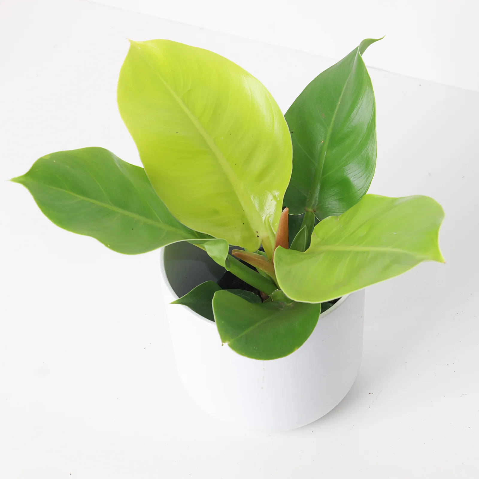 Philodendron Moonlight