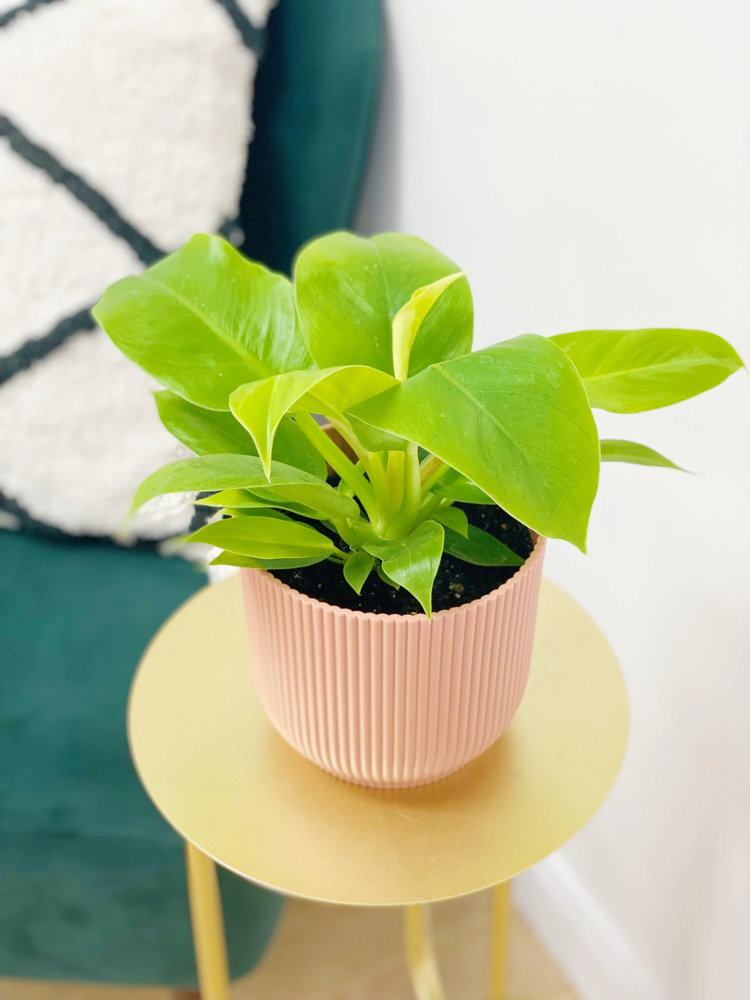 Philodendron Moonlight - Image 2