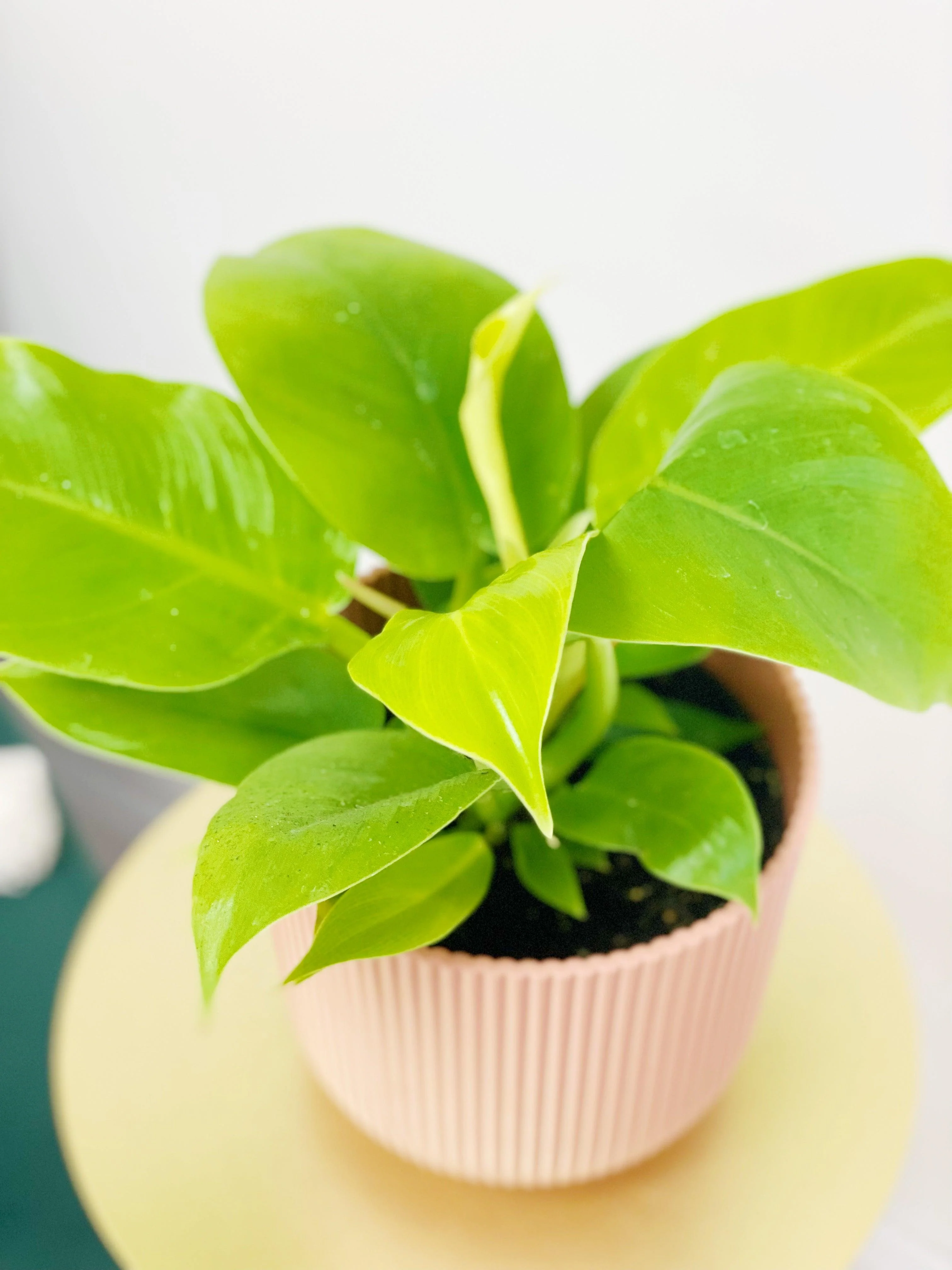 Philodendron Moonlight - Image 3