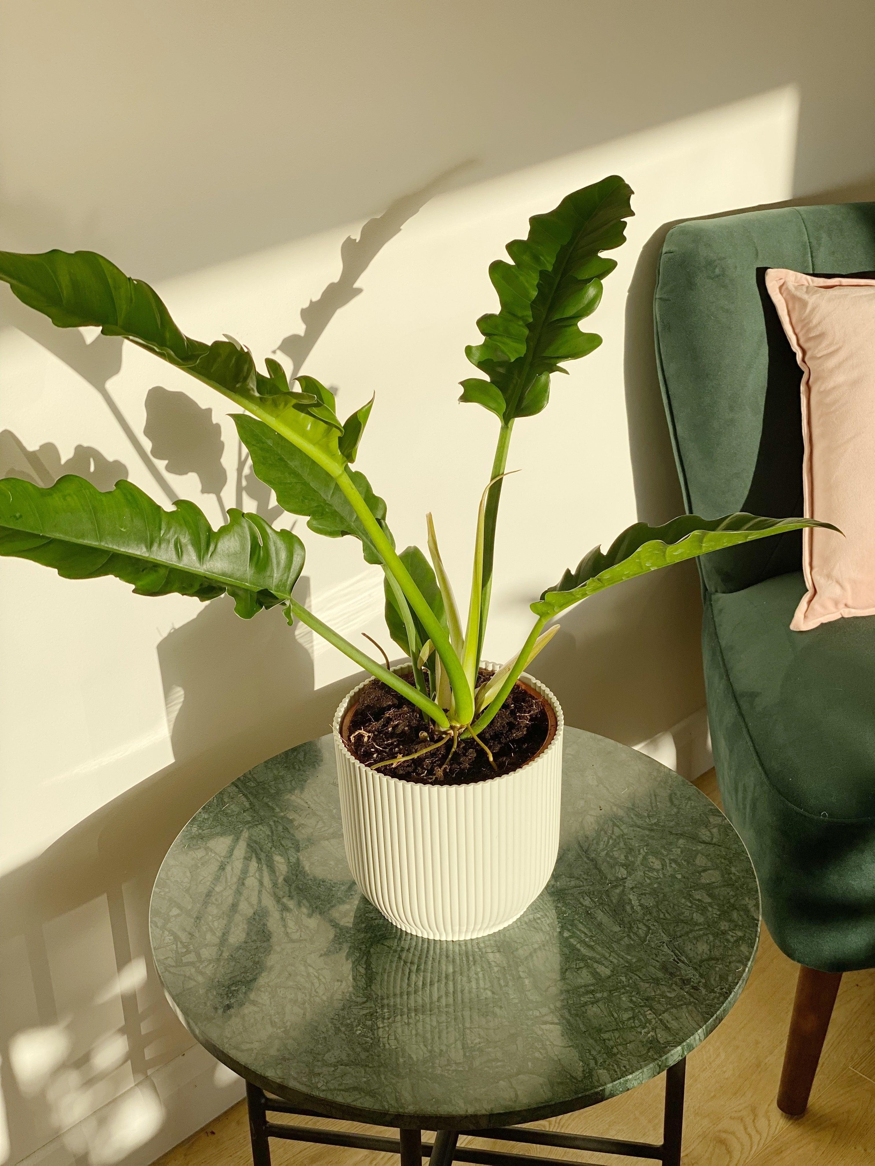 Philodendron Narrow Escape