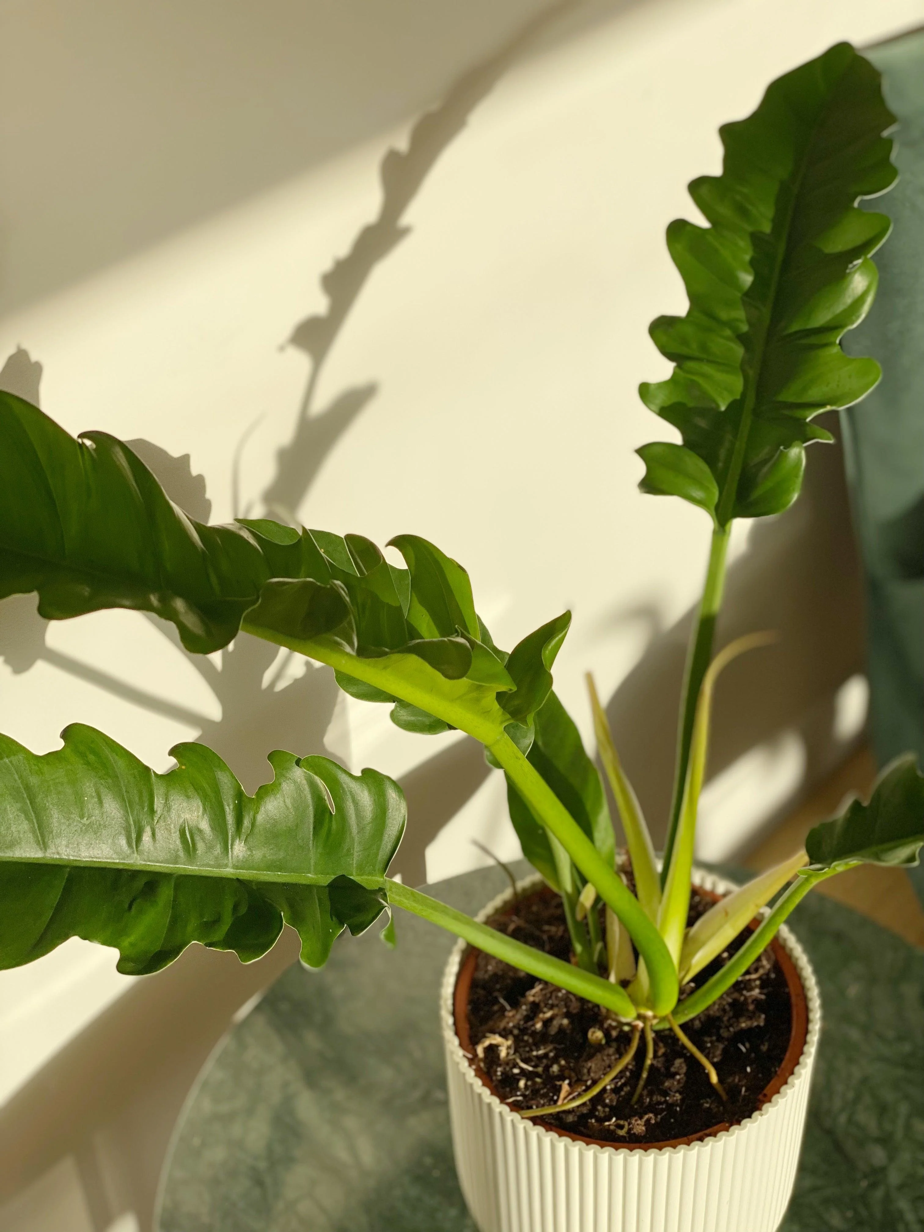 Philodendron Narrow Escape - Image 2