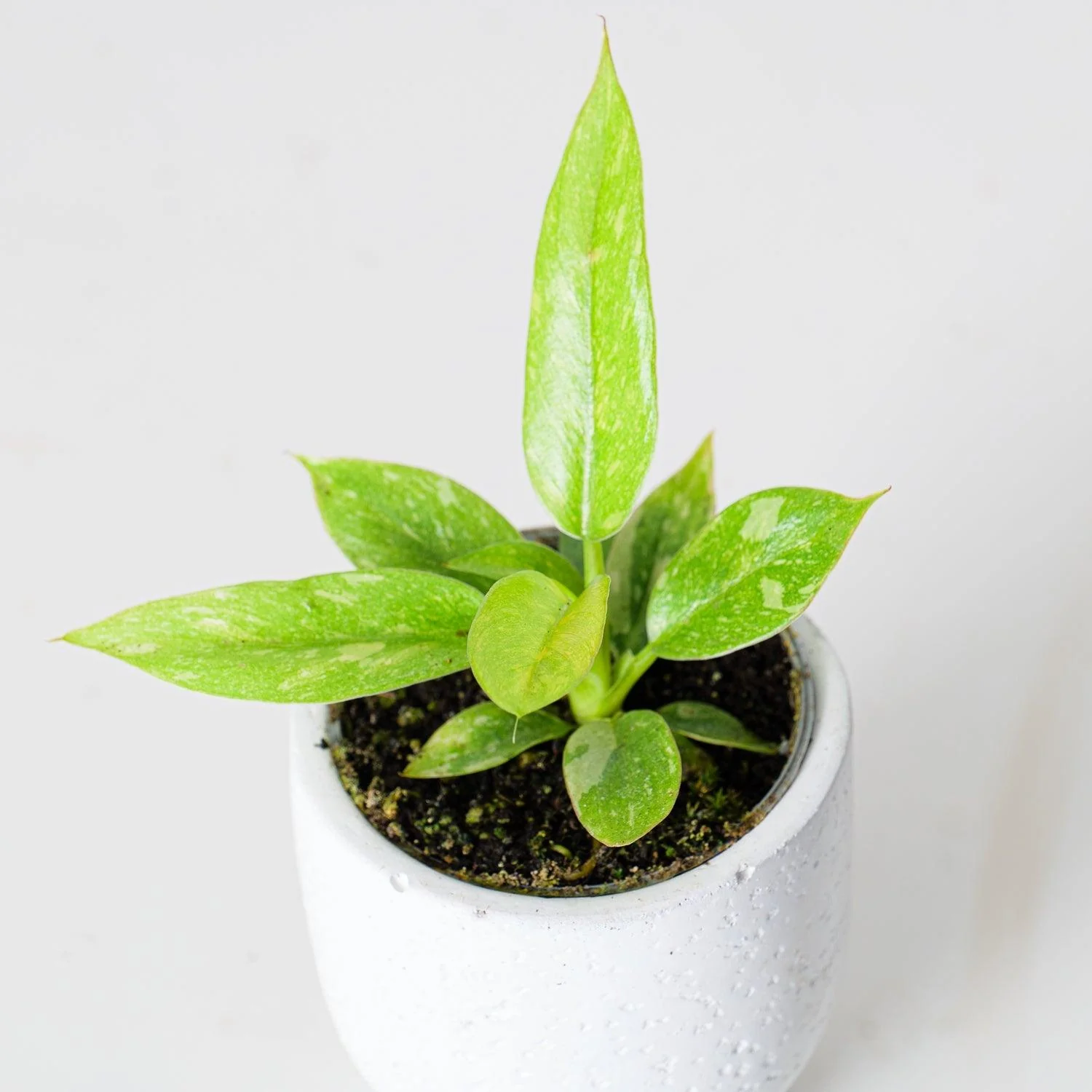 Philodendron Narrow Ring of Fire - Image 3