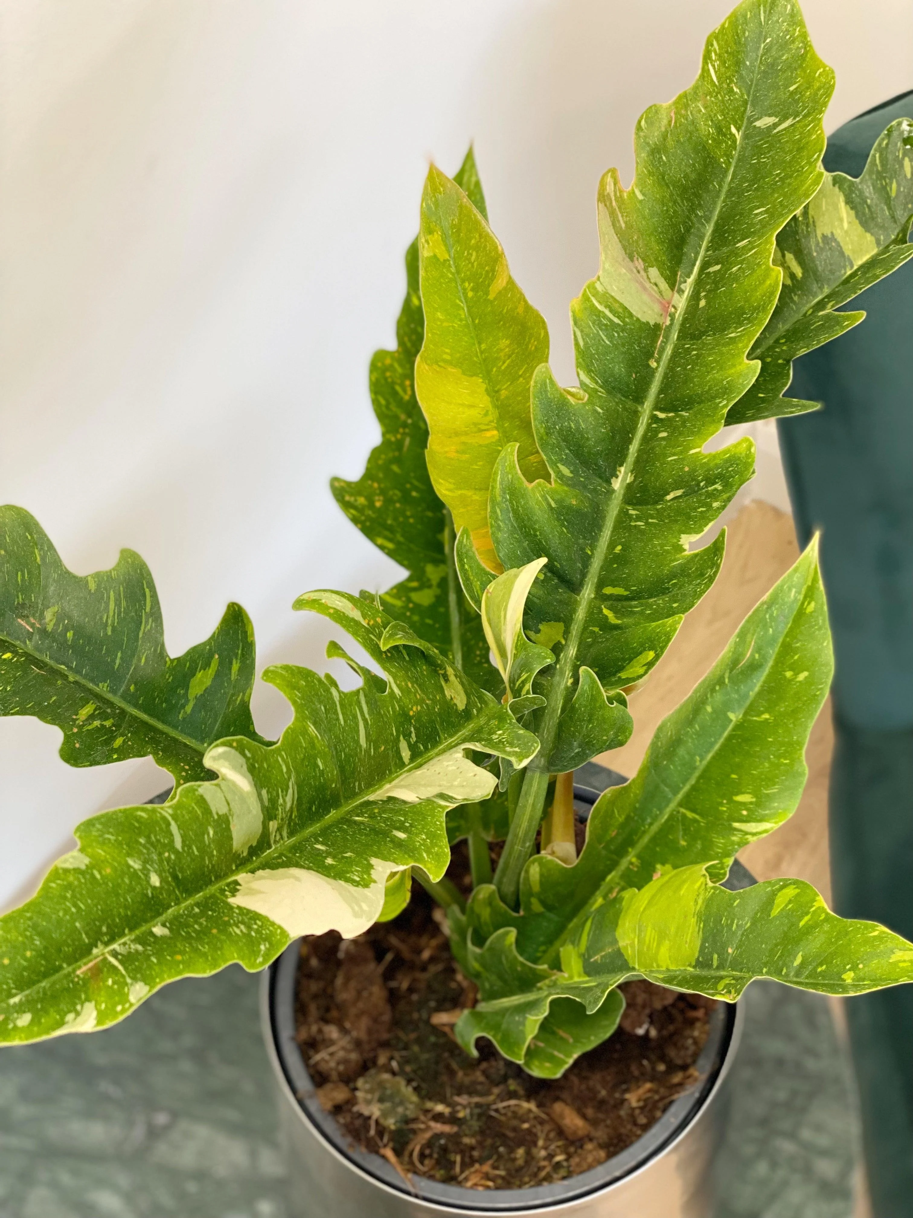 Philodendron Narrow Ring of Fire - Image 4