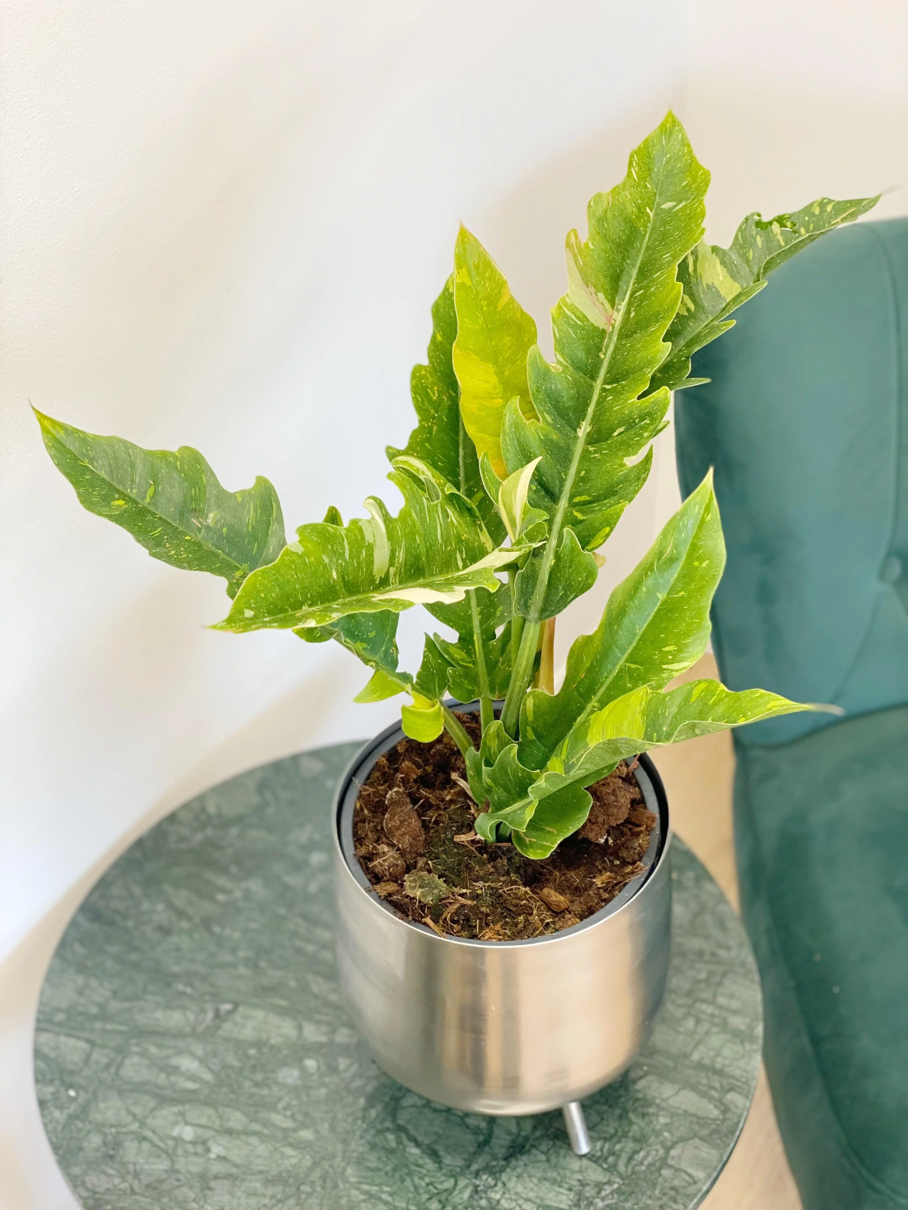 Philodendron Narrow Ring of Fire - Image 5