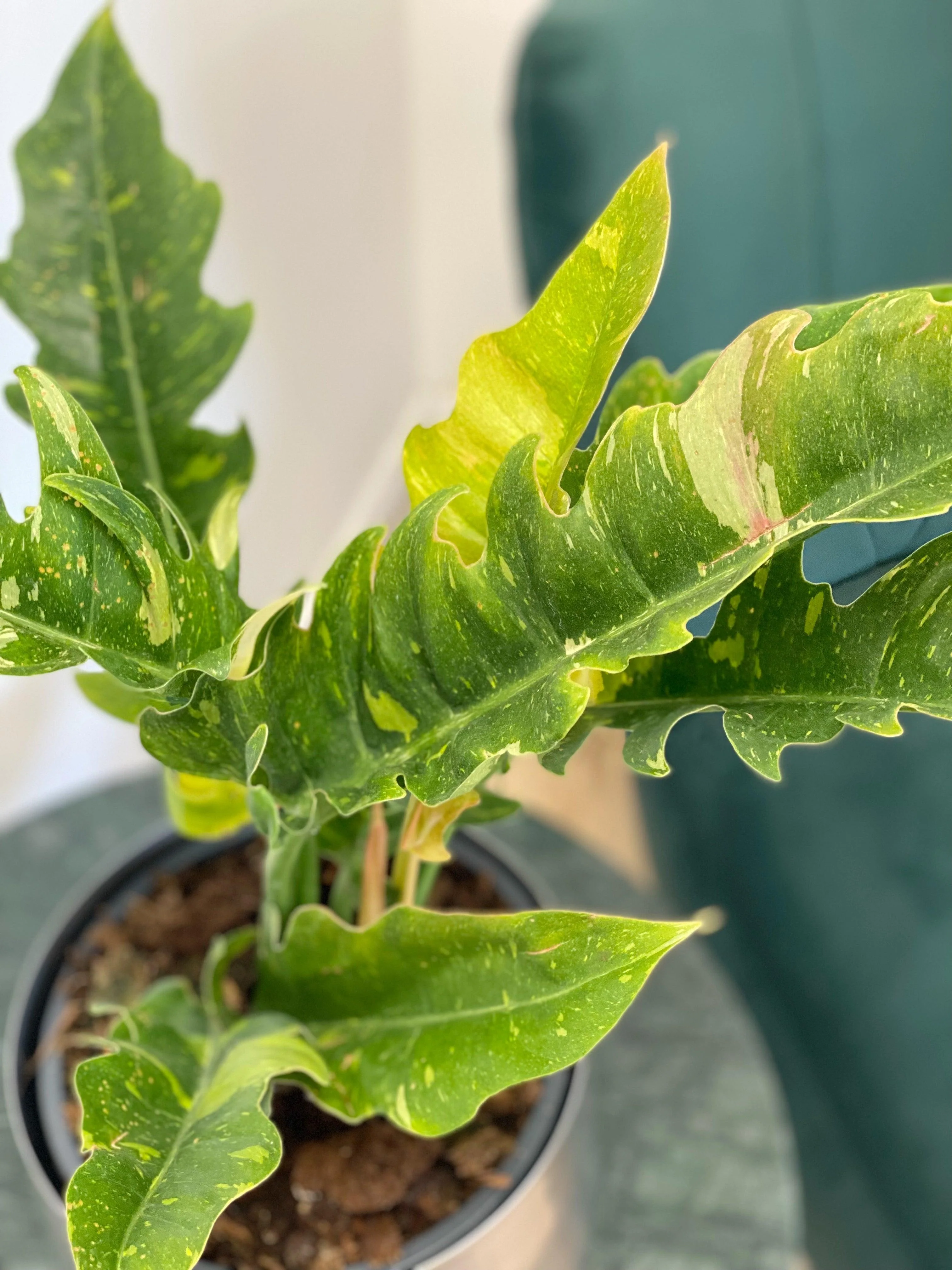Philodendron Narrow Ring of Fire - Image 6