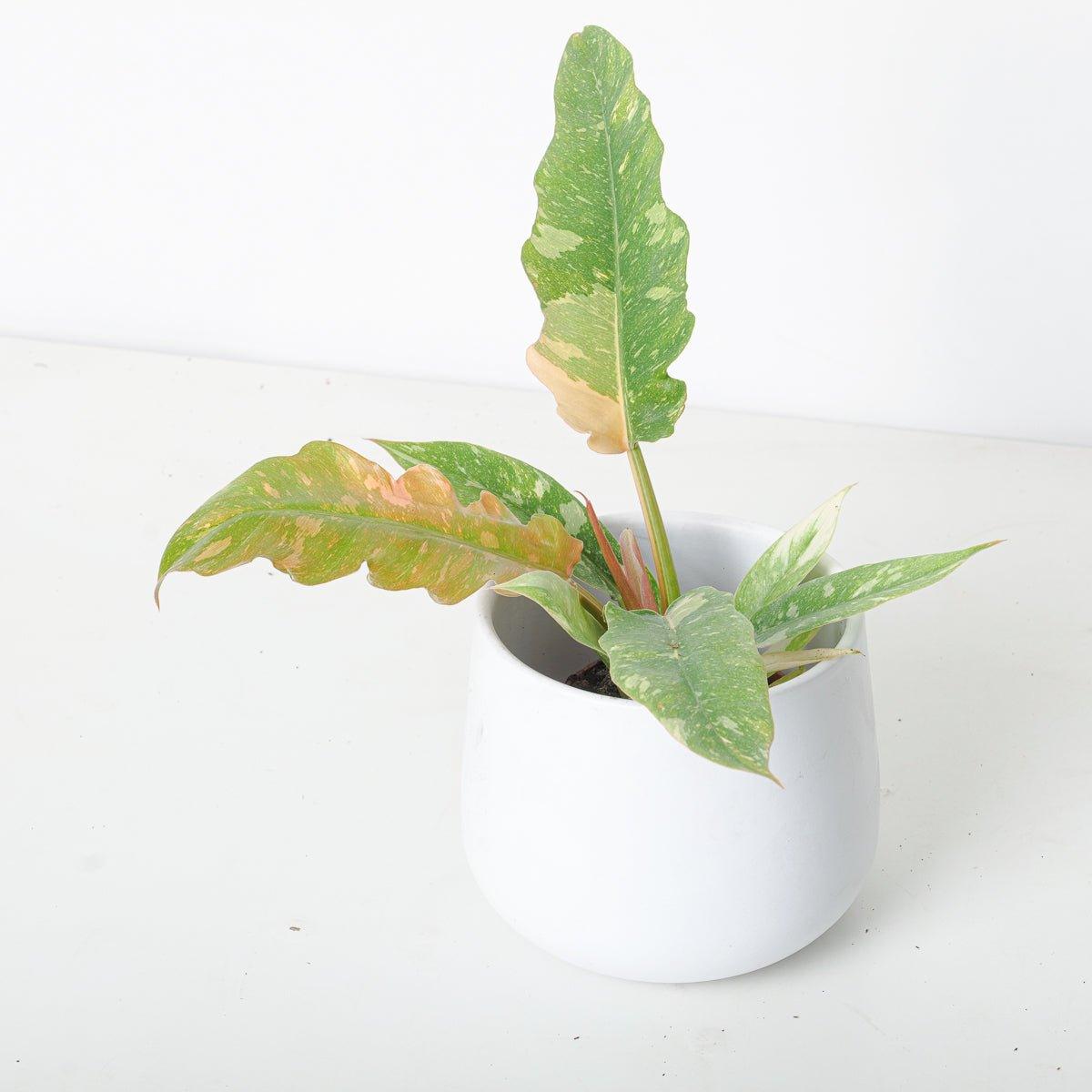 Philodendron Narrow Ring of Fire - Image 7