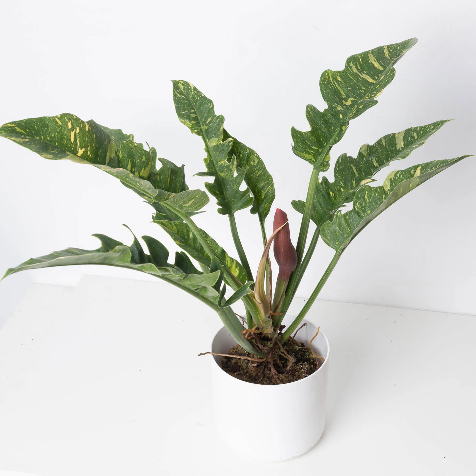 Philodendron Narrow Ring of Fire - Image 9