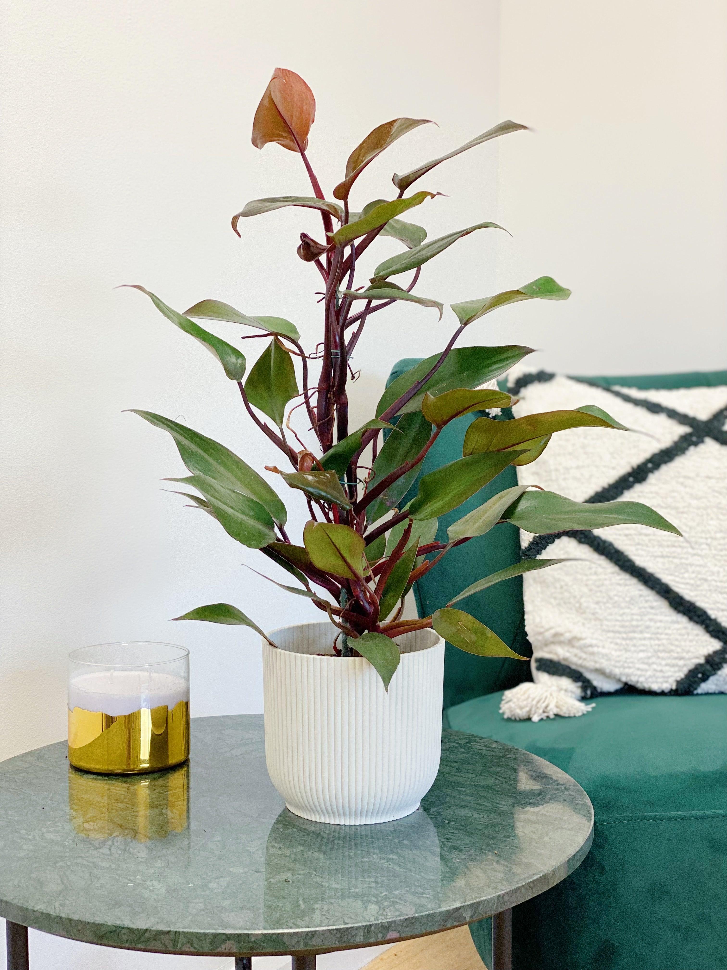 Philodendron New Red