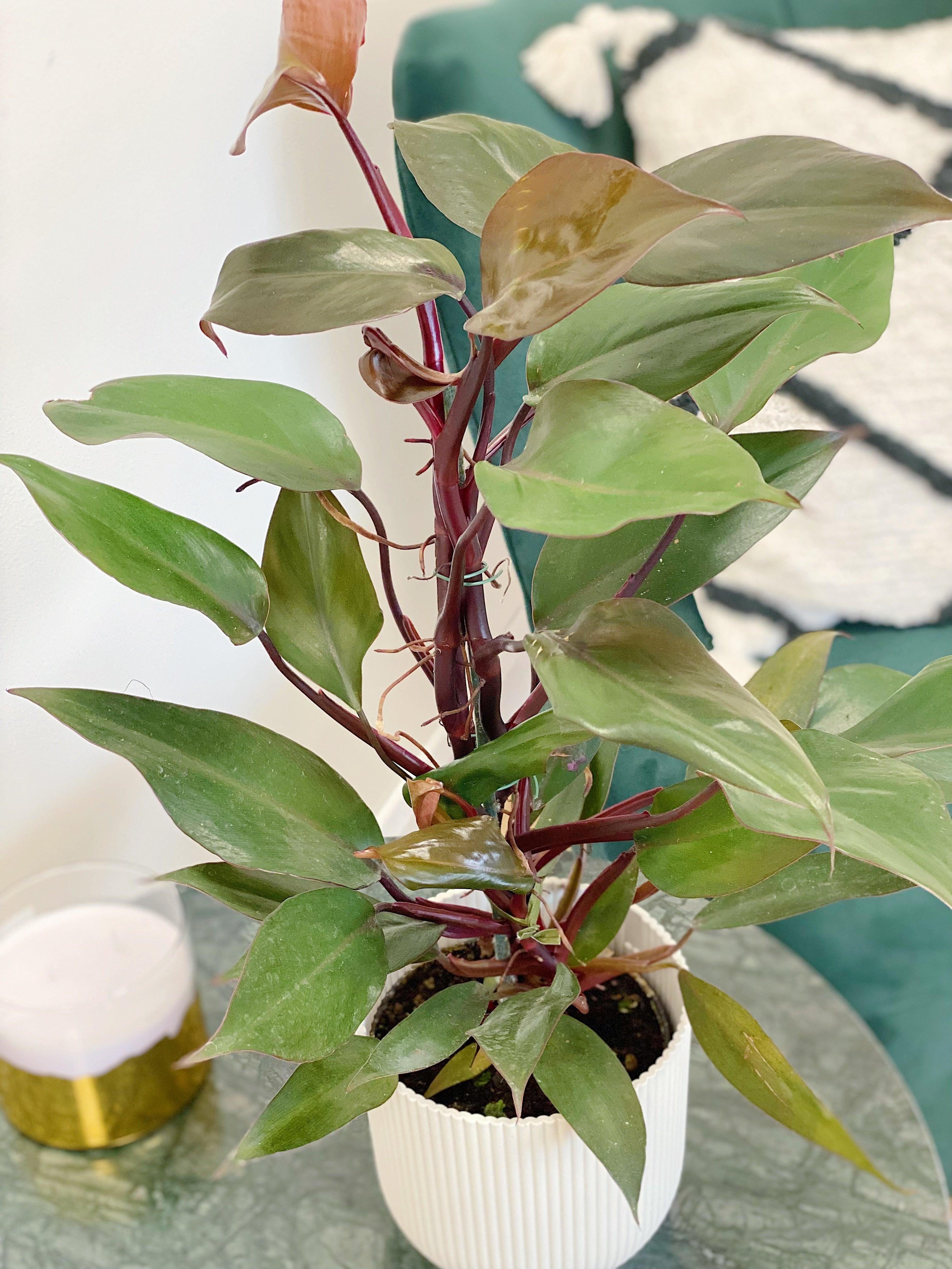 Philodendron New Red - Image 2