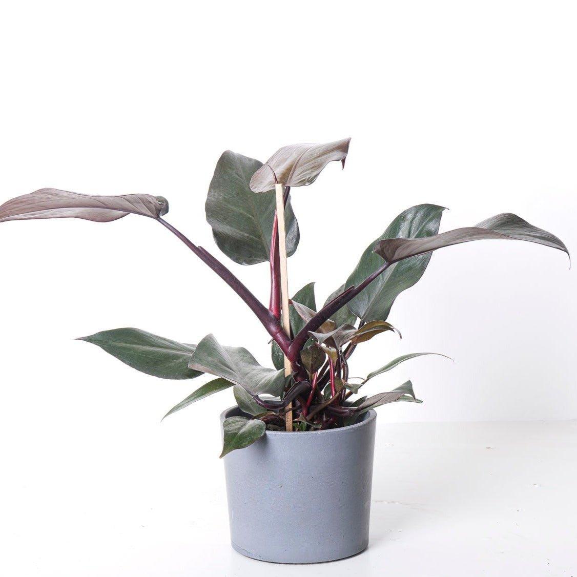 Philodendron New Red - Image 3