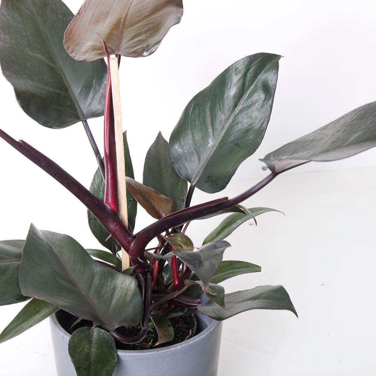 Philodendron New Red - Image 4