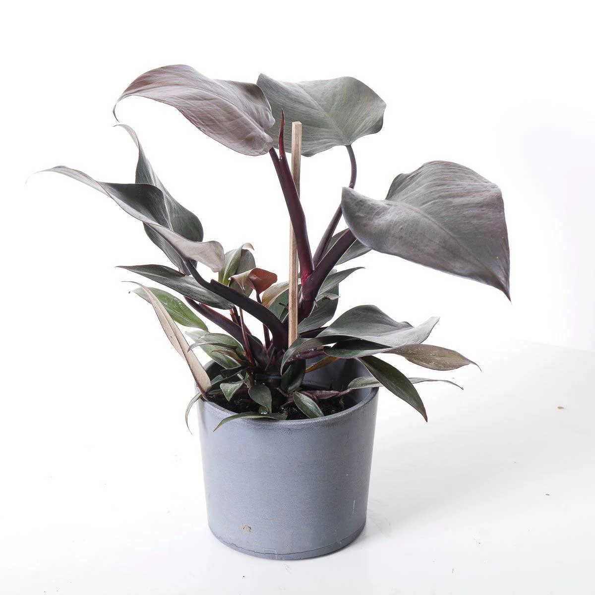 Philodendron New Red - Image 5
