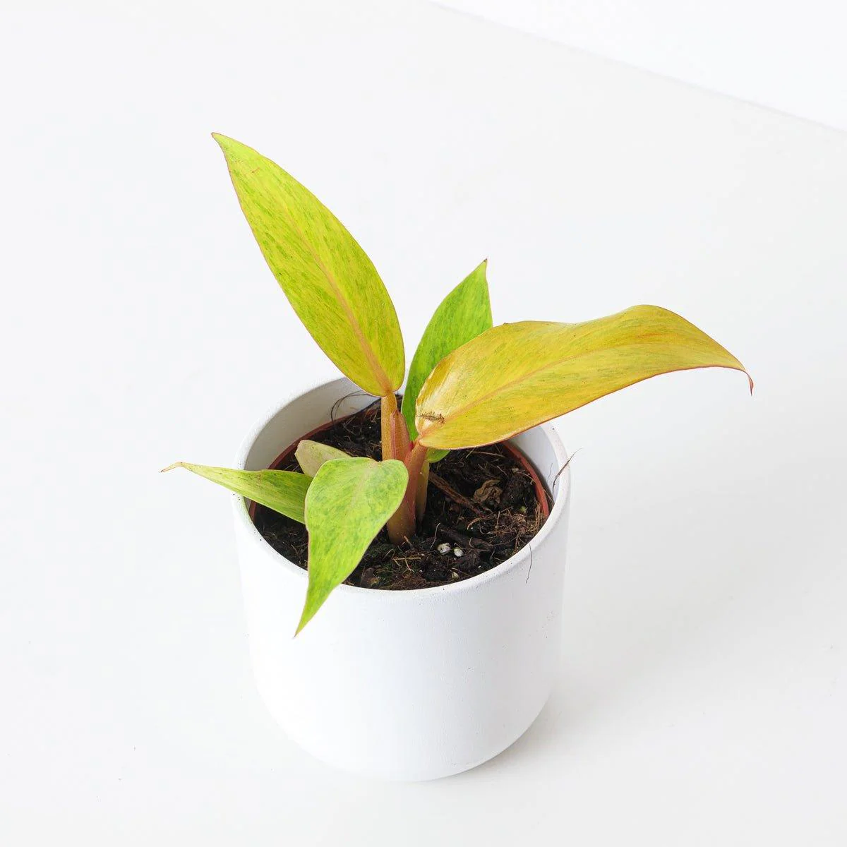 Philodendron Orange Marmalade