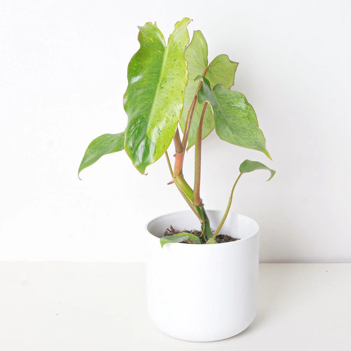 Philodendron Paraiso Verde