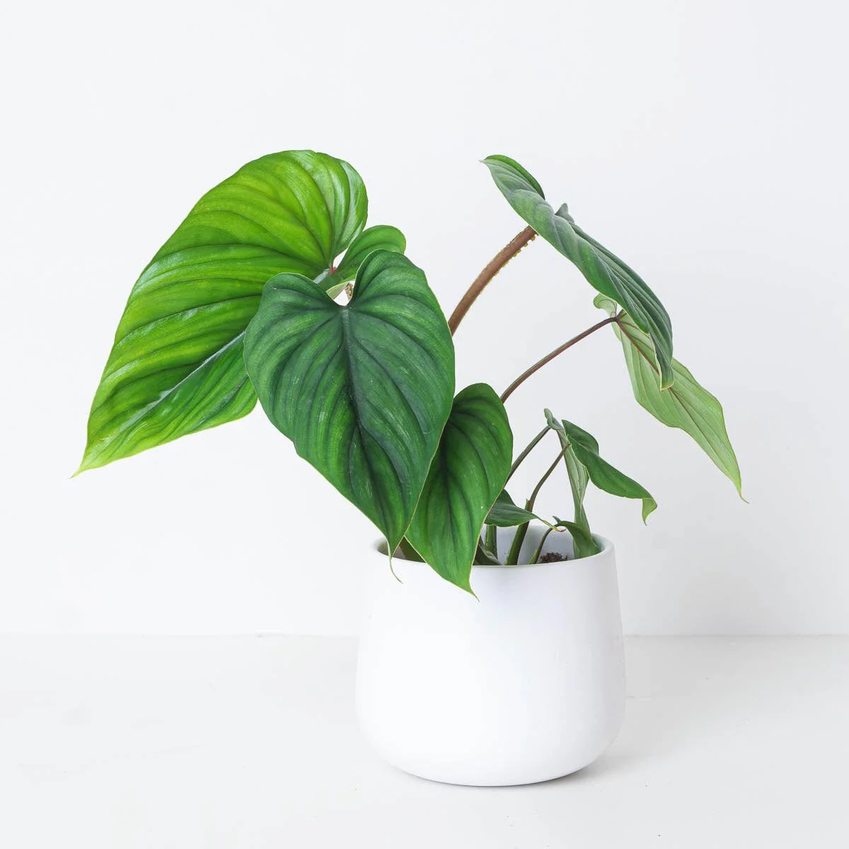 Philodendron Plowmanii