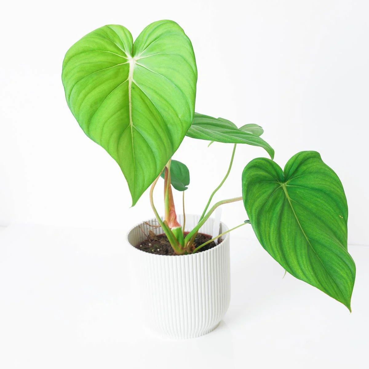 Philodendron McDowell