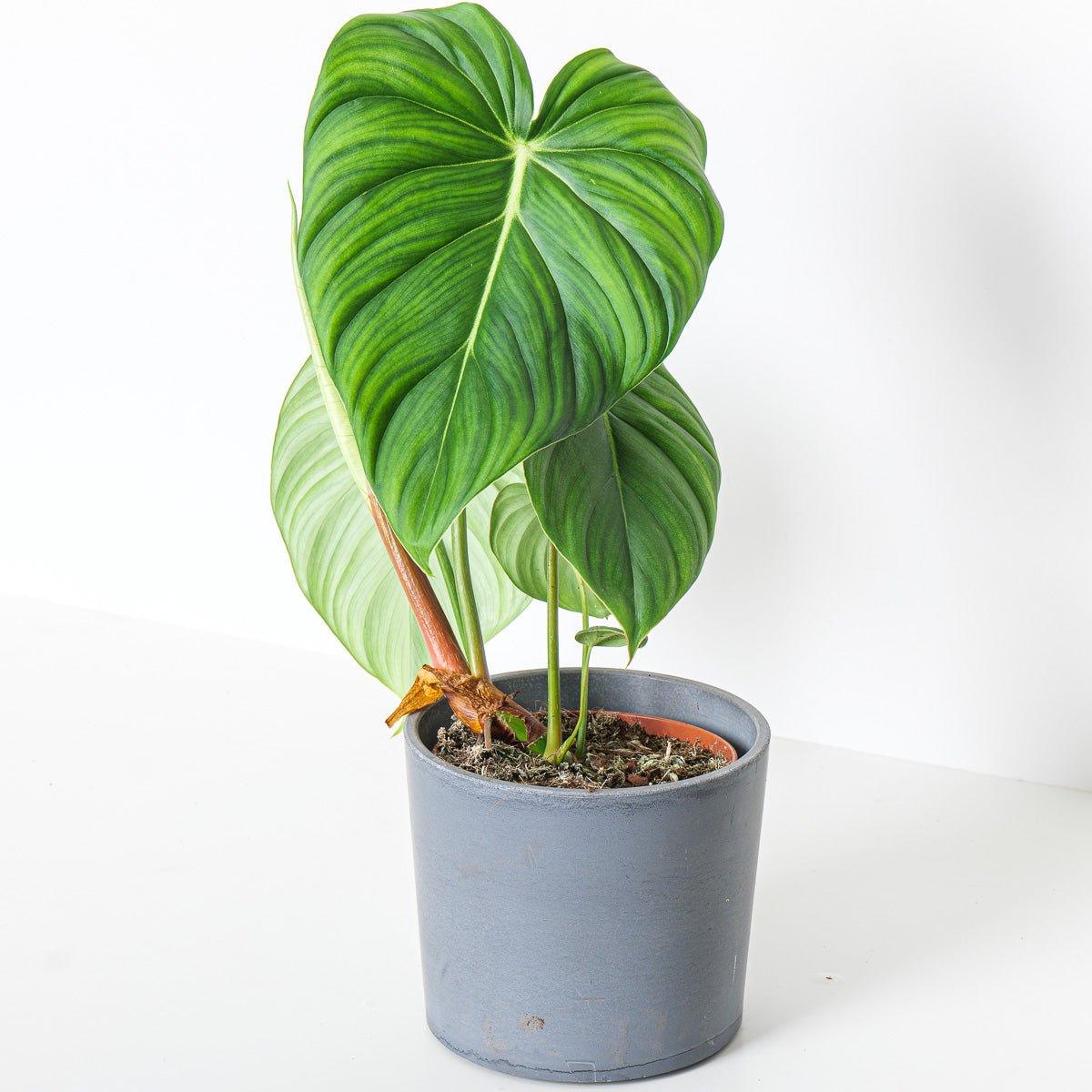 Philodendron McDowell - Image 2