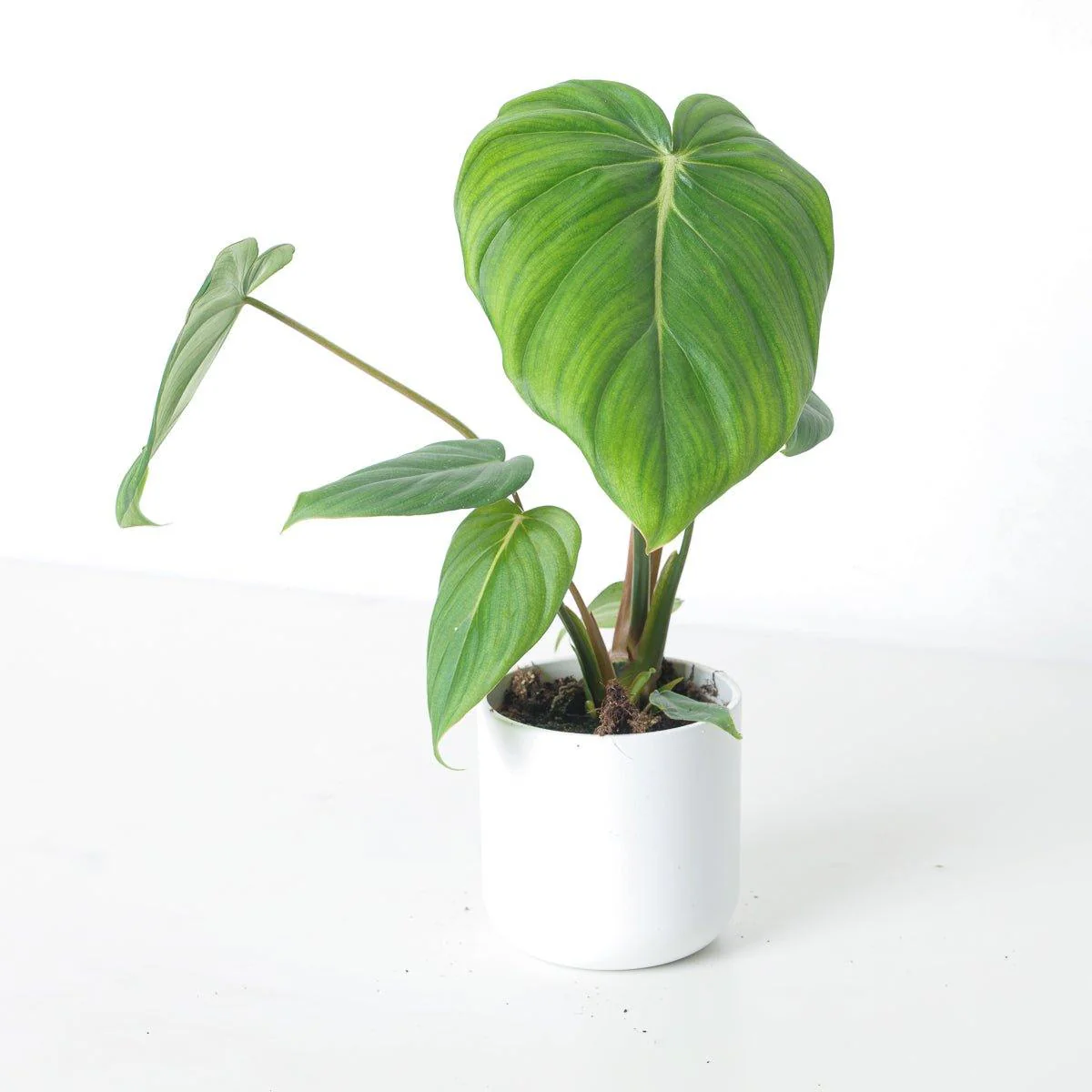 Philodendron McDowell - Image 3
