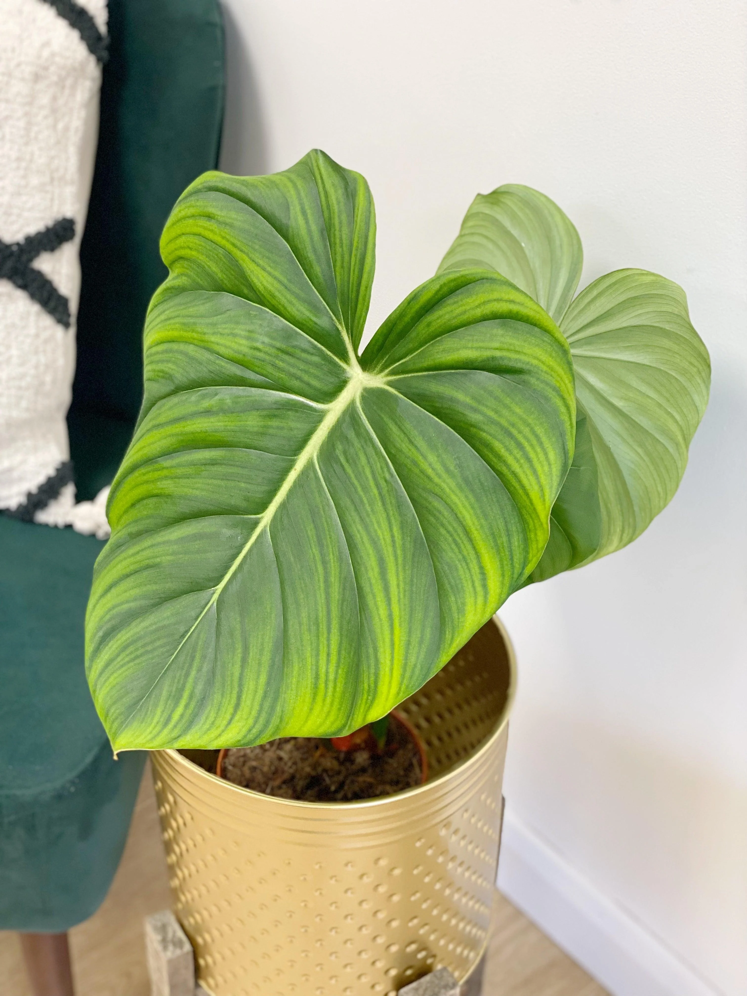 Philodendron McDowell - Image 4