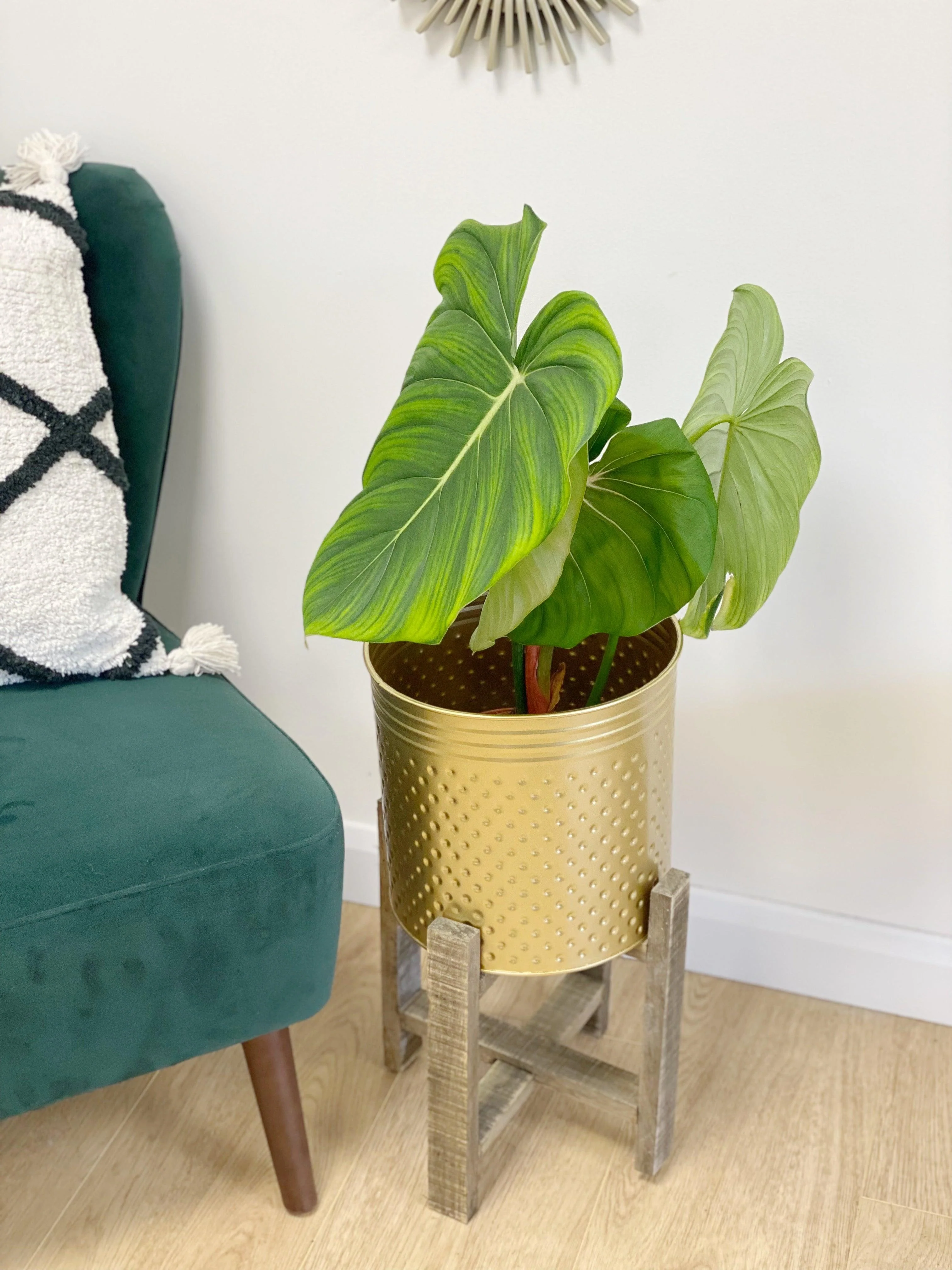 Philodendron McDowell - Image 5
