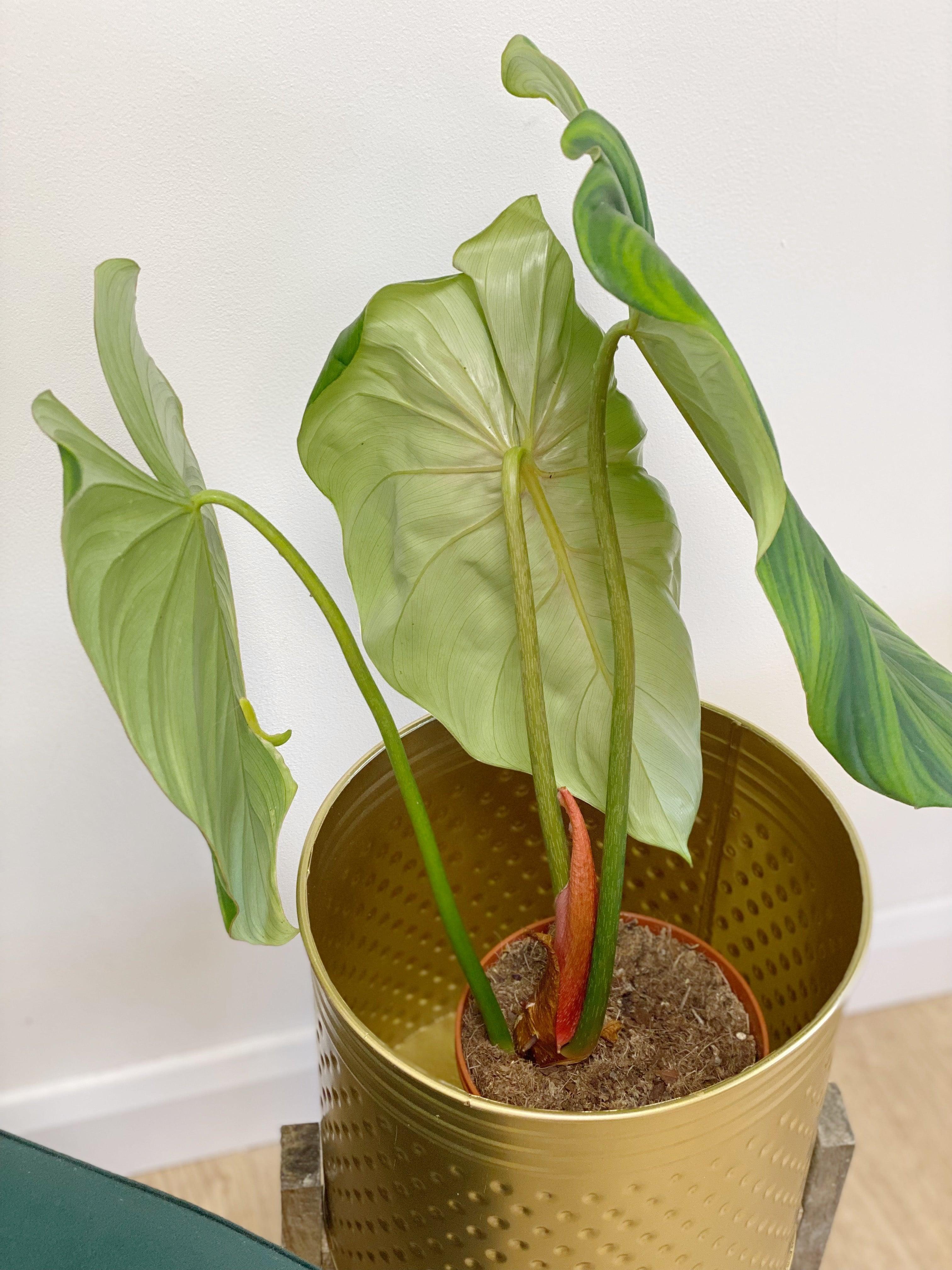 Philodendron McDowell - Image 6