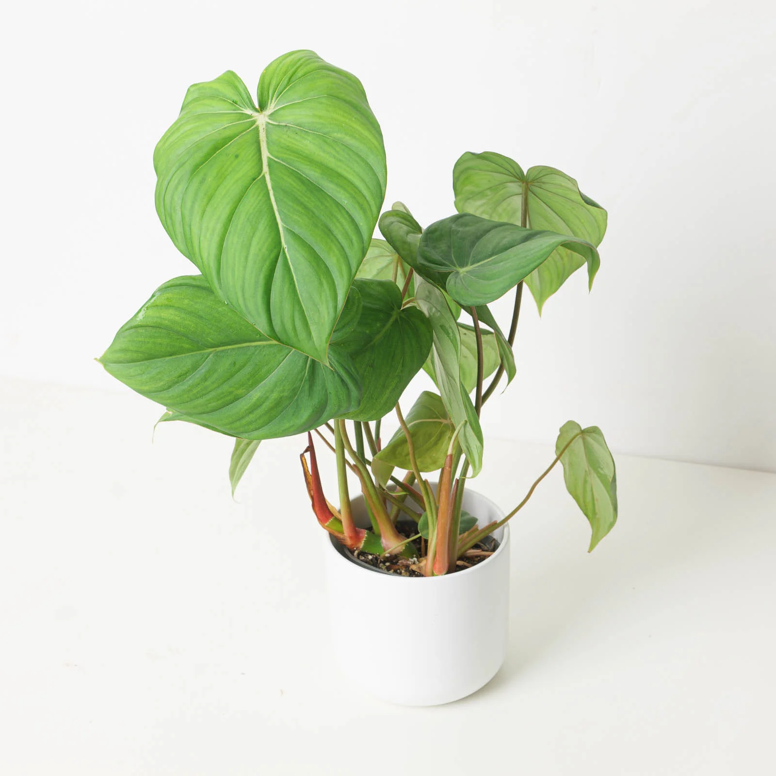 Philodendron McDowell - Image 7