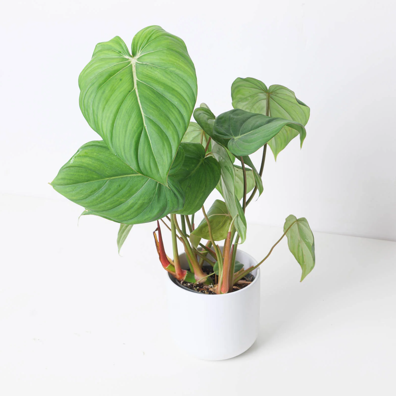 Philodendron McDowell - Image 8