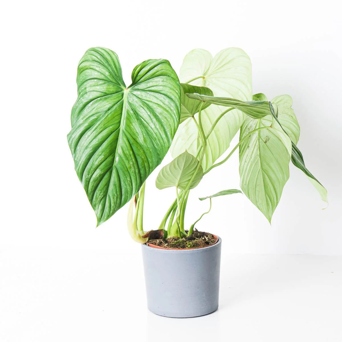 Philodendron pastazanum 'silver'